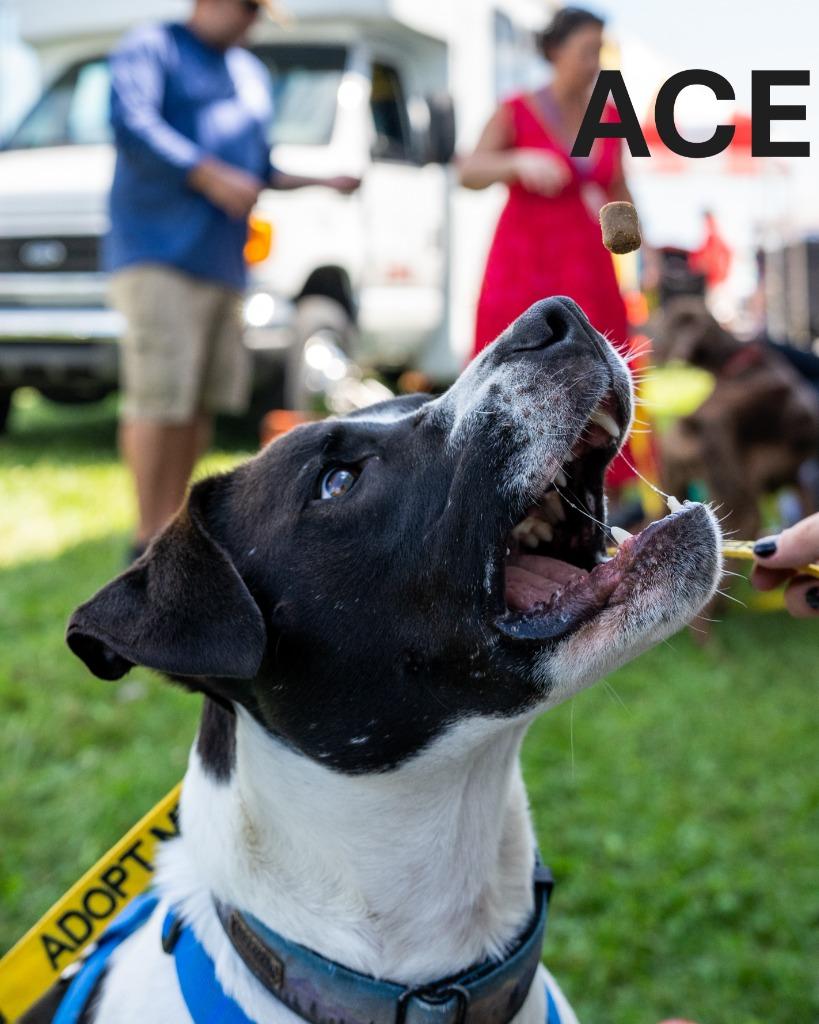 Enlarge Ace, a Adoptable mixed breed in Indianapolis, IN image 4/5