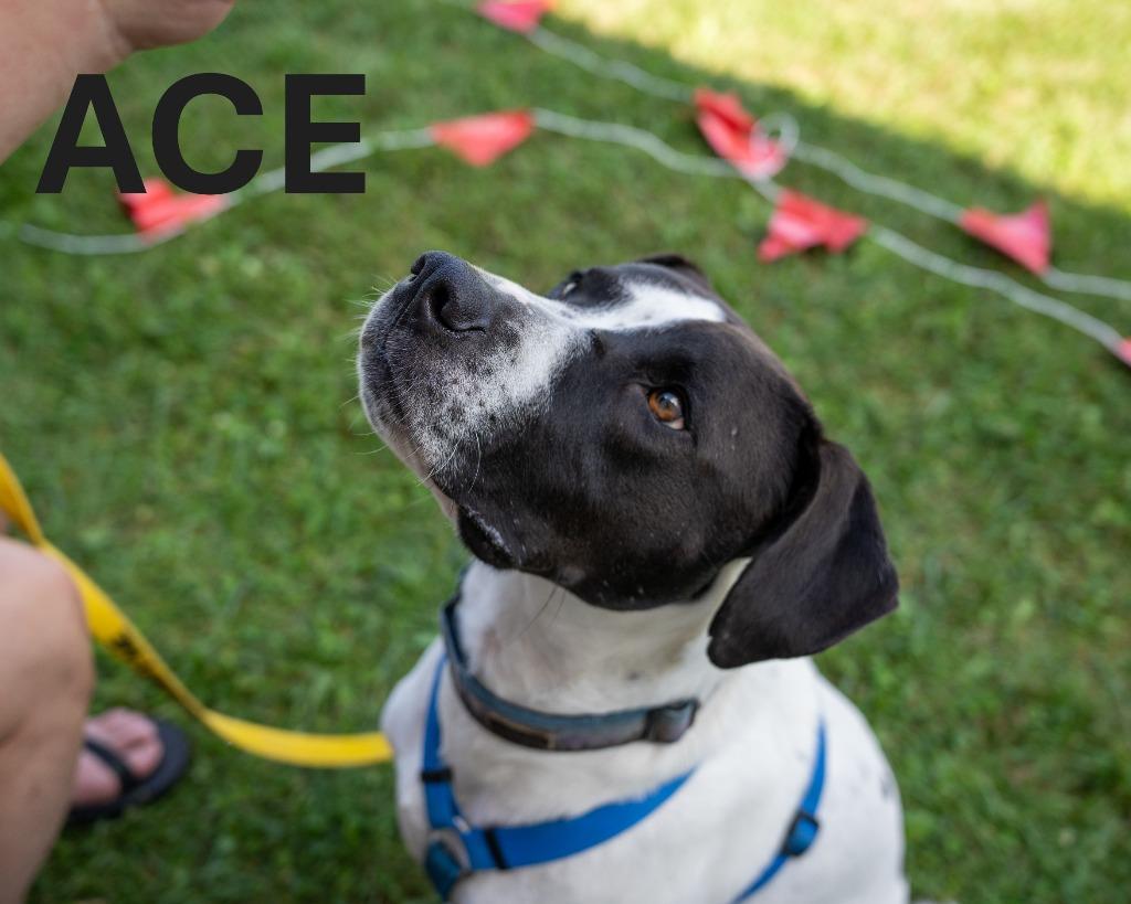 Enlarge Ace, a Adoptable mixed breed in Indianapolis, IN image 5/5