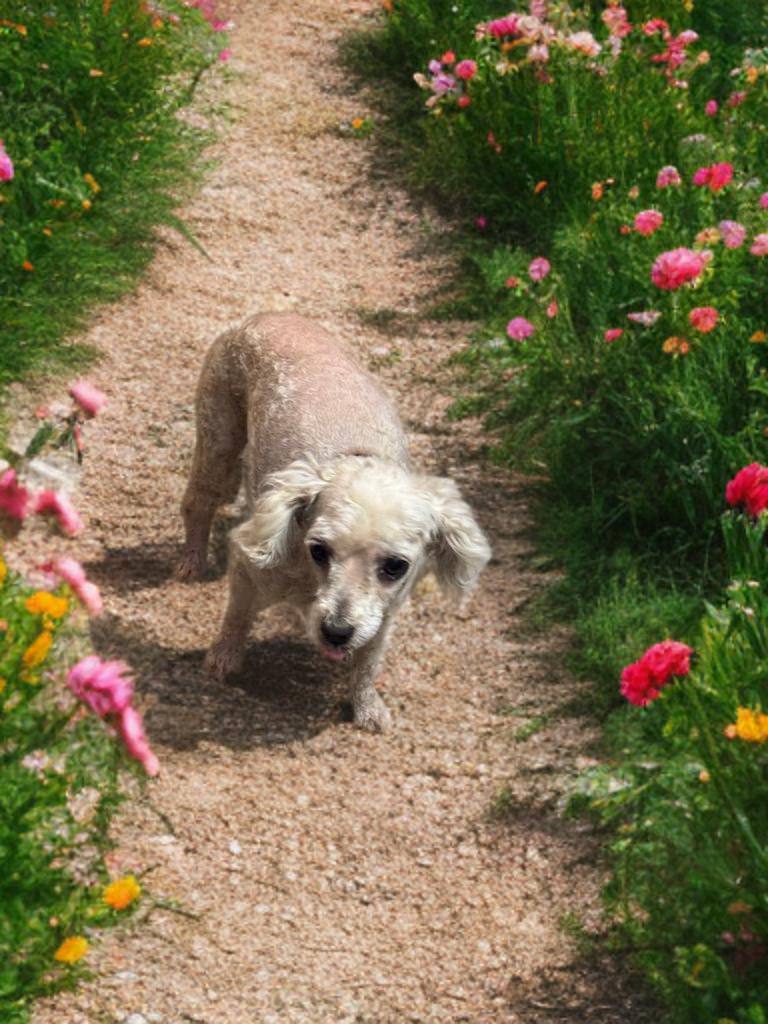 Alice, a Adoptable Poodle (Toy) in San Antonio, TX image 1/3