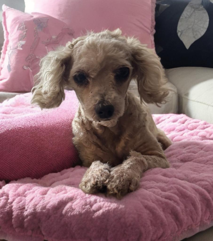 Alice, a Adoptable Poodle (Toy) in San Antonio, TX image 2/3