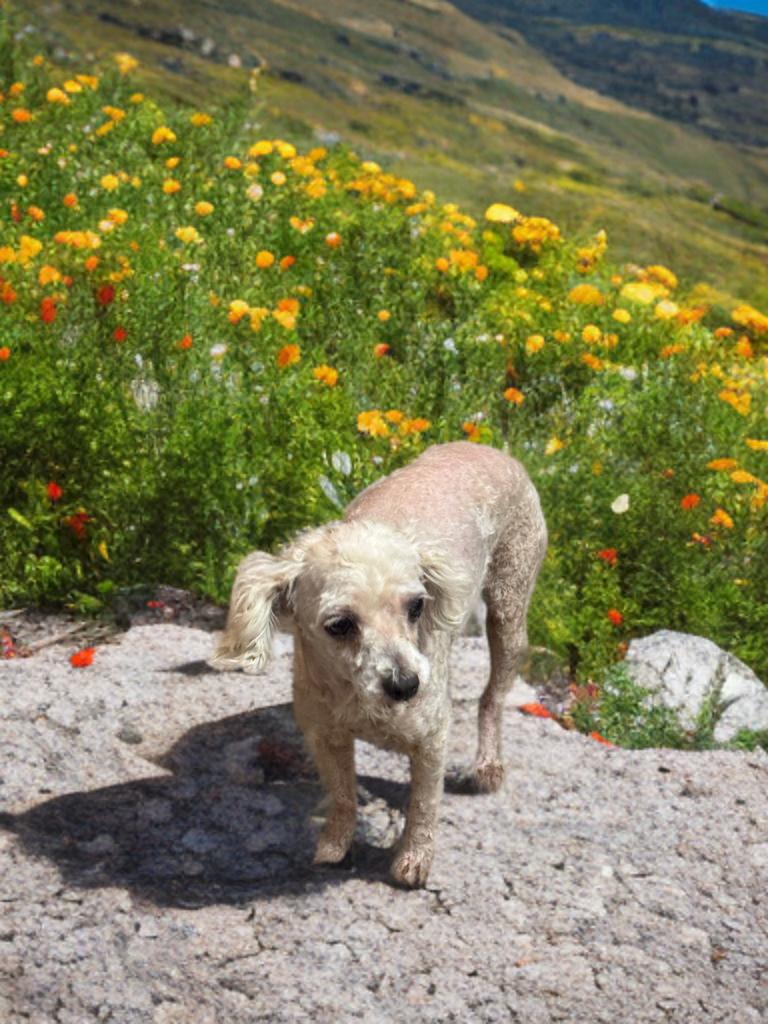 Alice, a Adoptable Poodle (Toy) in San Antonio, TX image 3/3