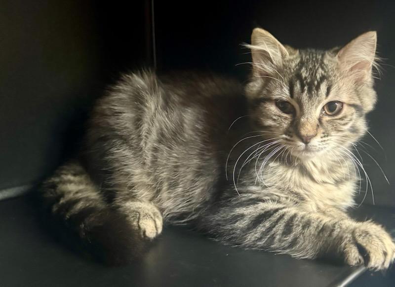 Enlarge Tiger Lily/ TJ, a Adoptable mixed breed in Nashville, TN image 1/3