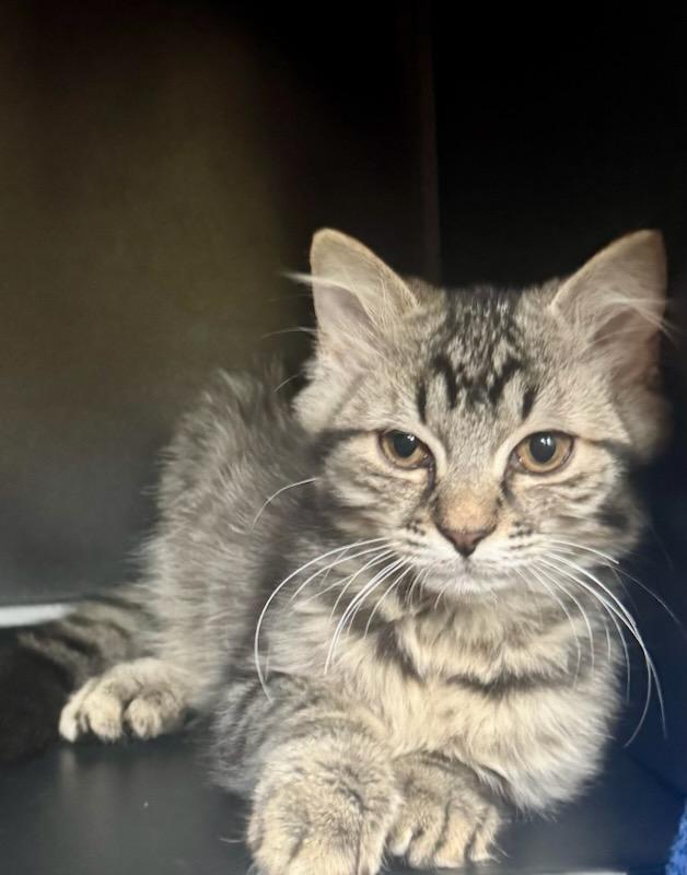 Enlarge Tiger Lily/ TJ, a Adoptable mixed breed in Nashville, TN image 2/3