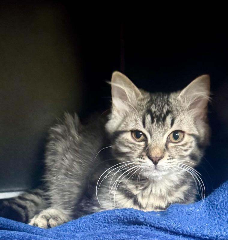 Enlarge Tiger Lily/ TJ, a Adoptable mixed breed in Nashville, TN image 3/3