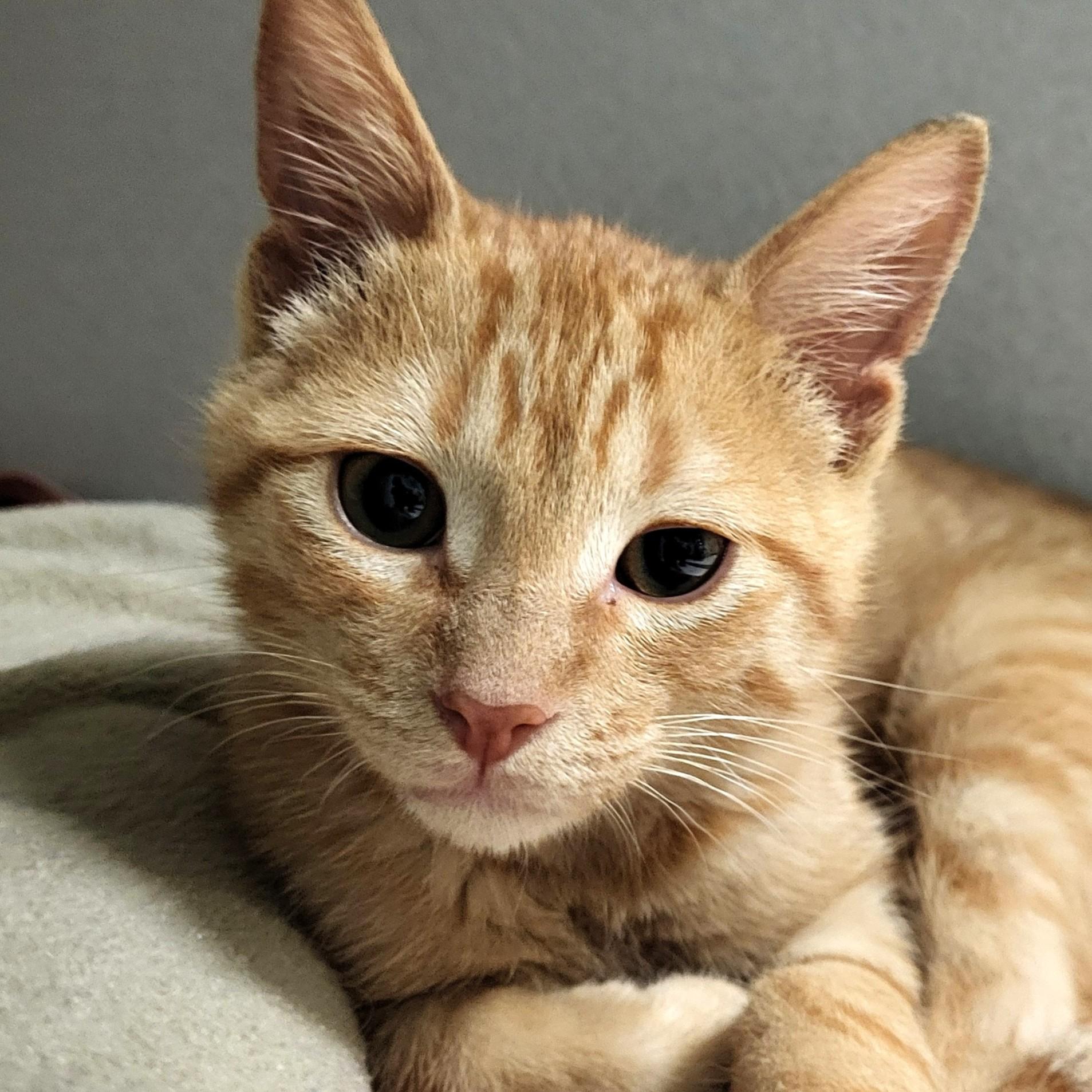 Slurpee, adopted, Kitten Male Domestic Short Hair.