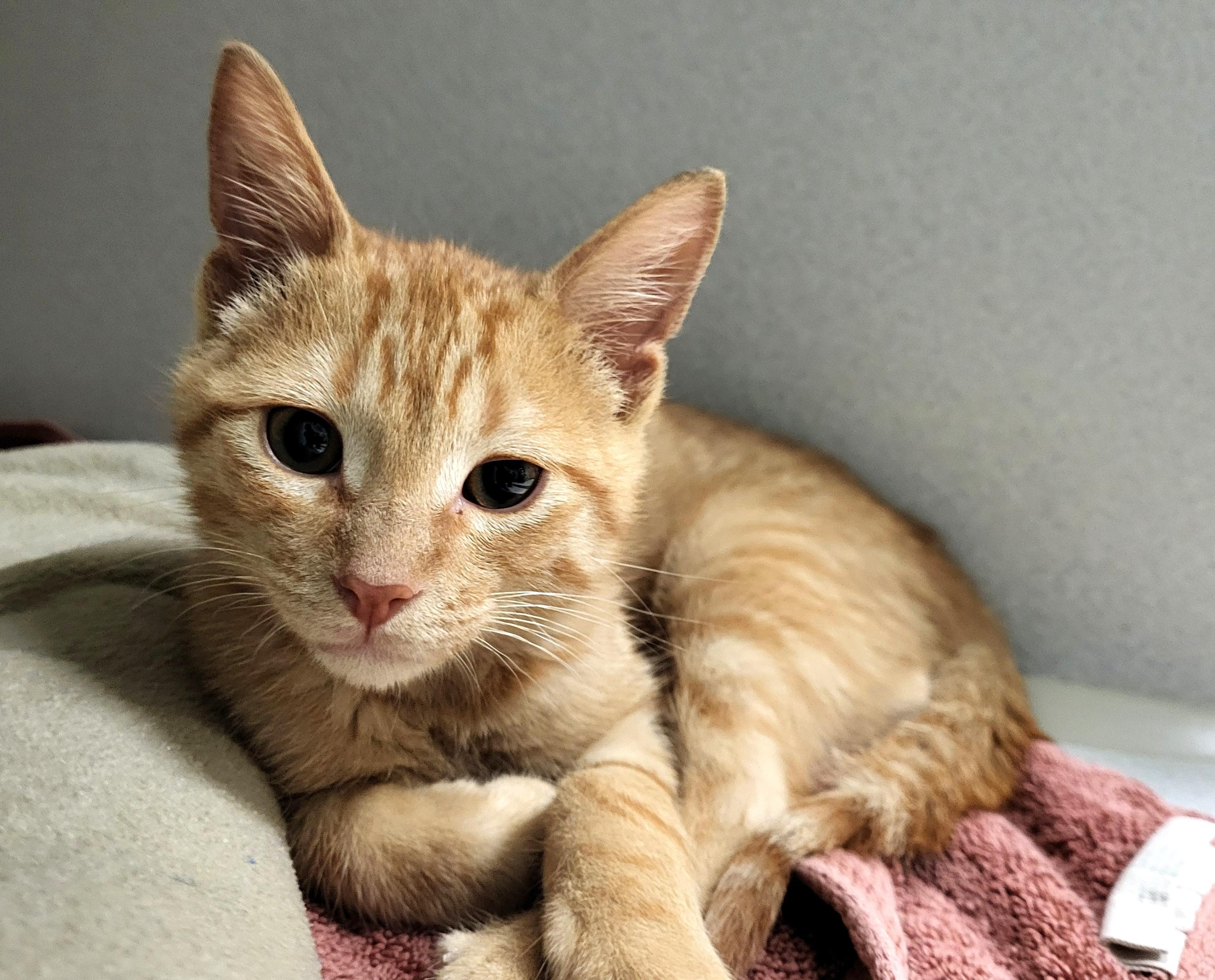 Slurpee, an adopted Domestic Short Hair in Grayslake, IL image 2/2
