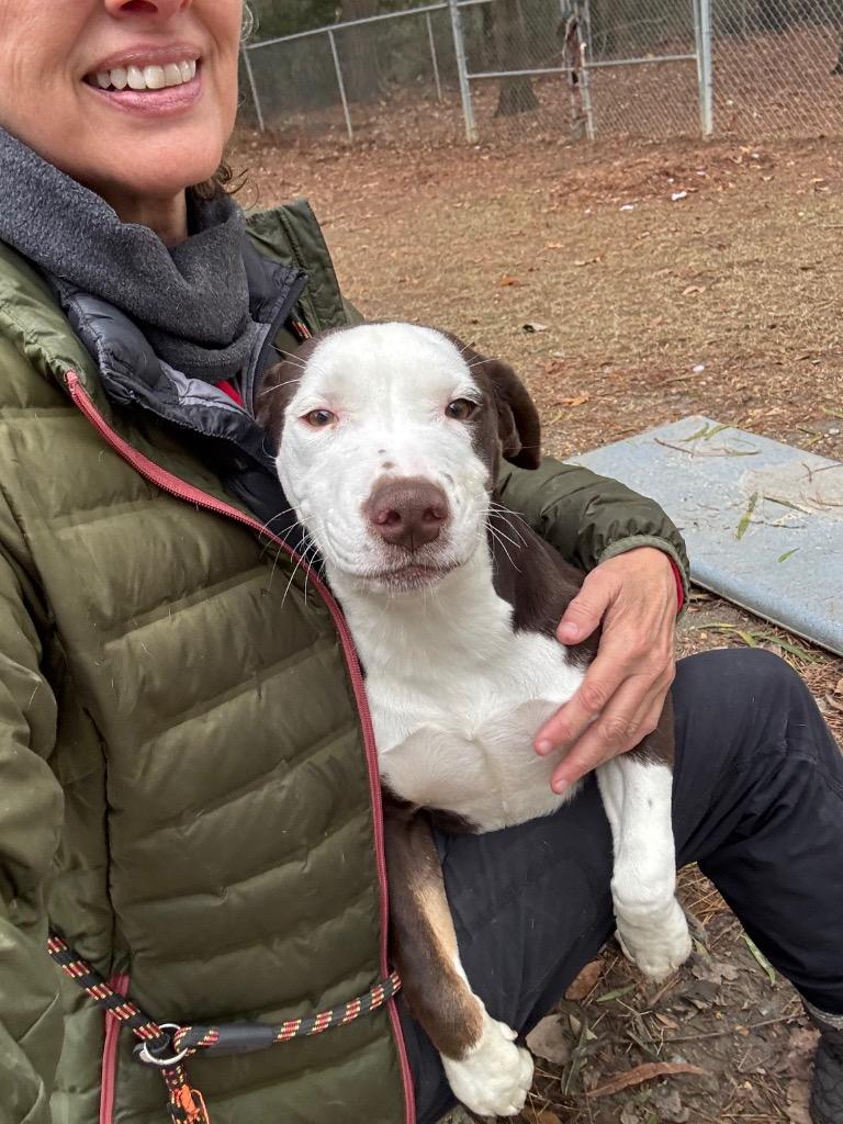 Enlarge Cassidy, a Adoptable Pit Bull Terrier in Little Rock, AR image 1/2