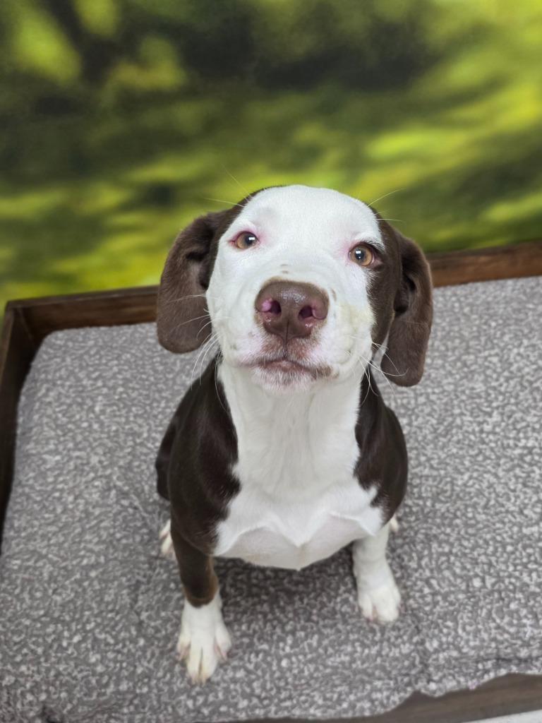 Enlarge Cassidy, a Adoptable Pit Bull Terrier in Little Rock, AR image 2/2
