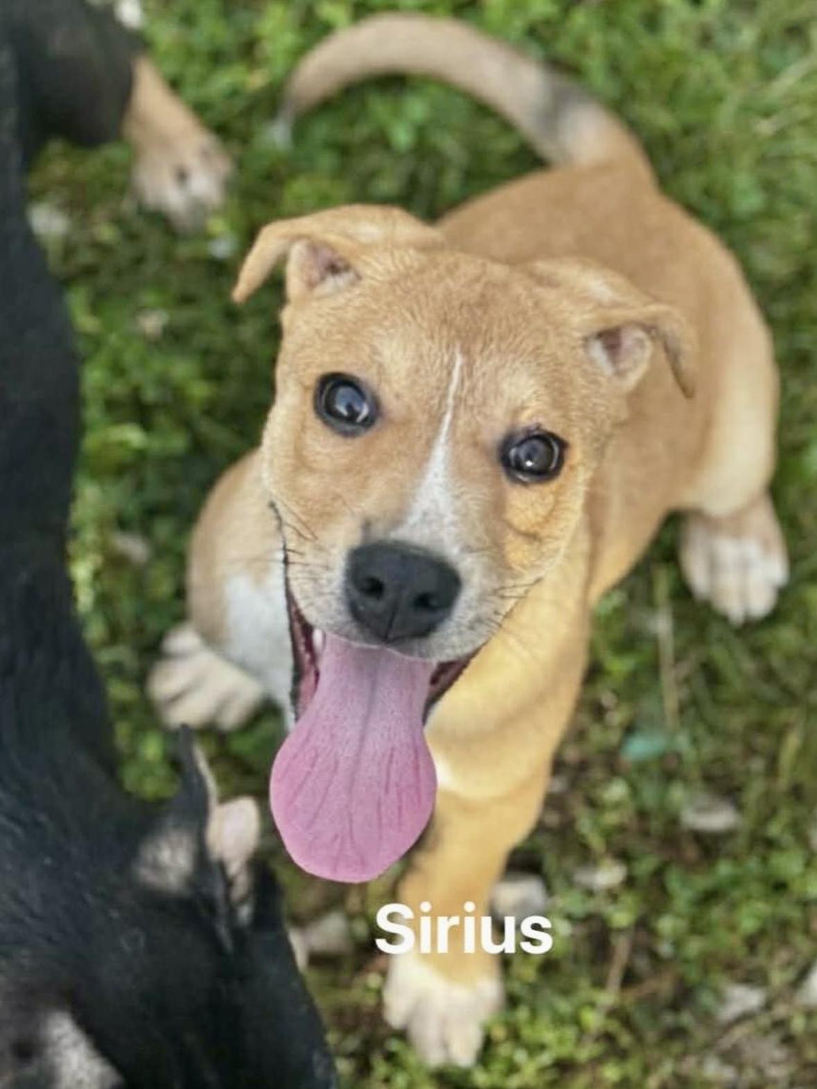 Sirius, an adopted Mixed Breed in Rock Hill, NY image 3/3