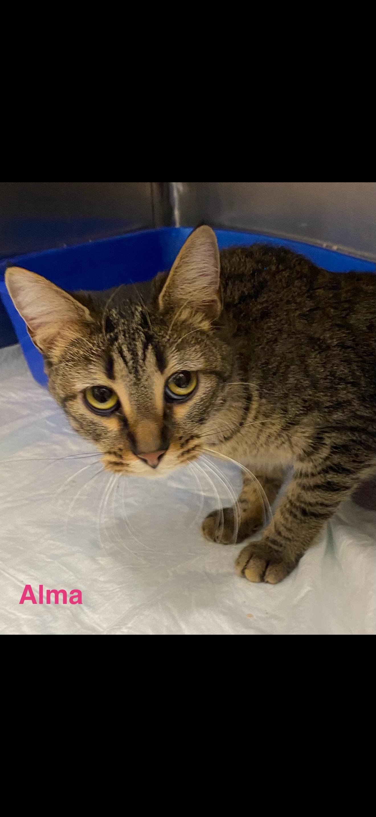 Alma, ADOPTABLE, Young Female Tabby.