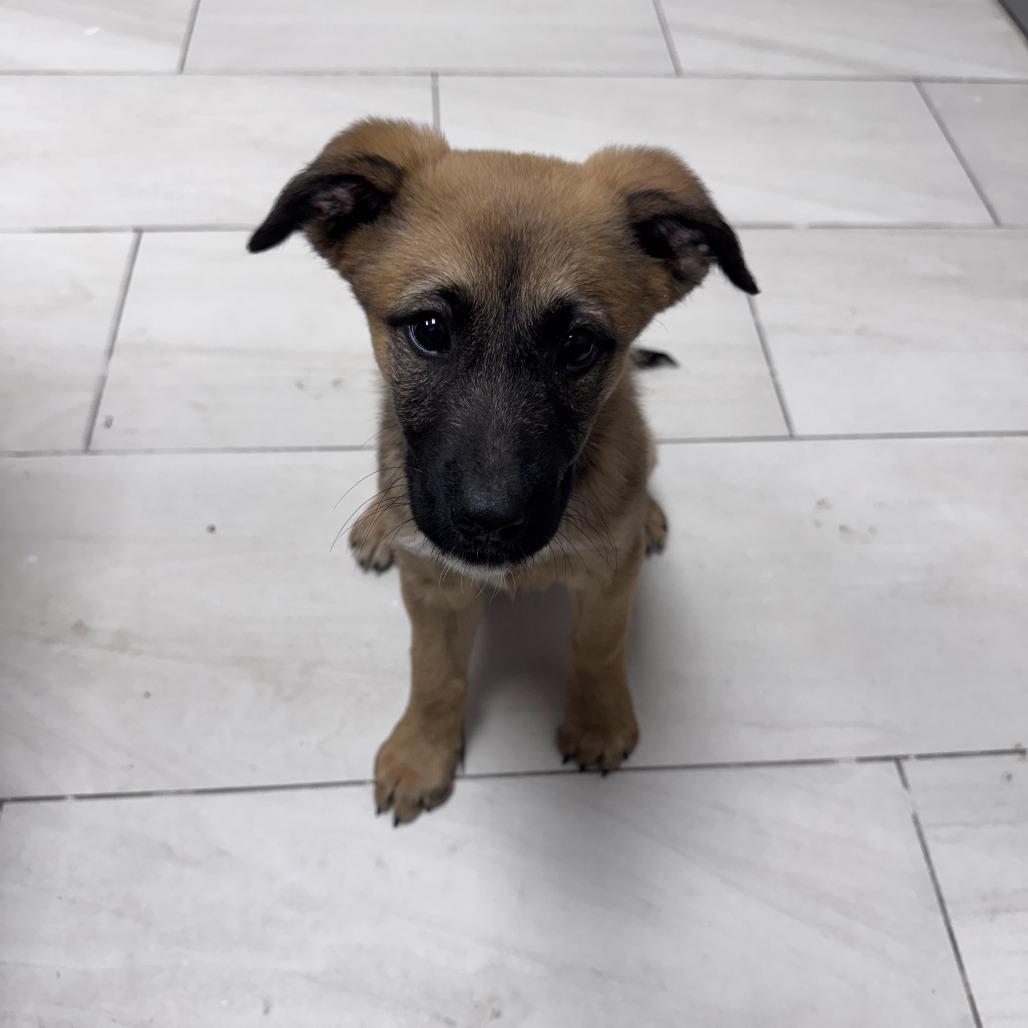 Enlarge Oakley the shepherd mix puppy, a Adoptable mixed breed in Muskego, WI image 2/2