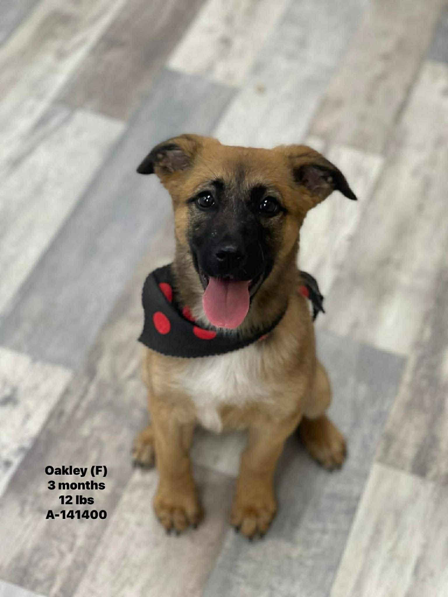 Oakley the shepherd mix puppy, Adoptable, Puppy Female German Shepherd Dog & Black Mouth Cur.