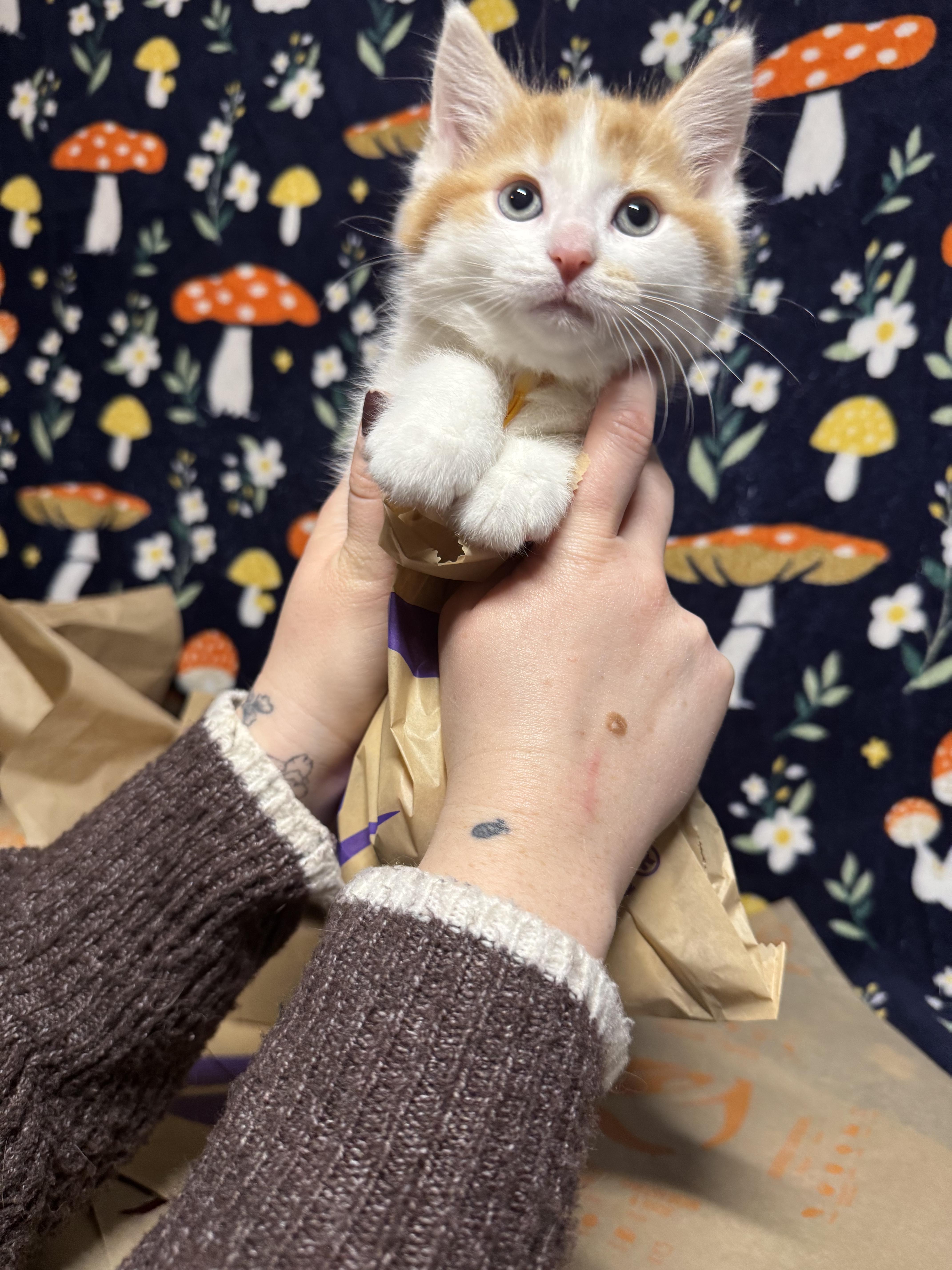 Crunchwrap Supreme, adopted, Kitten Male Domestic Short Hair.