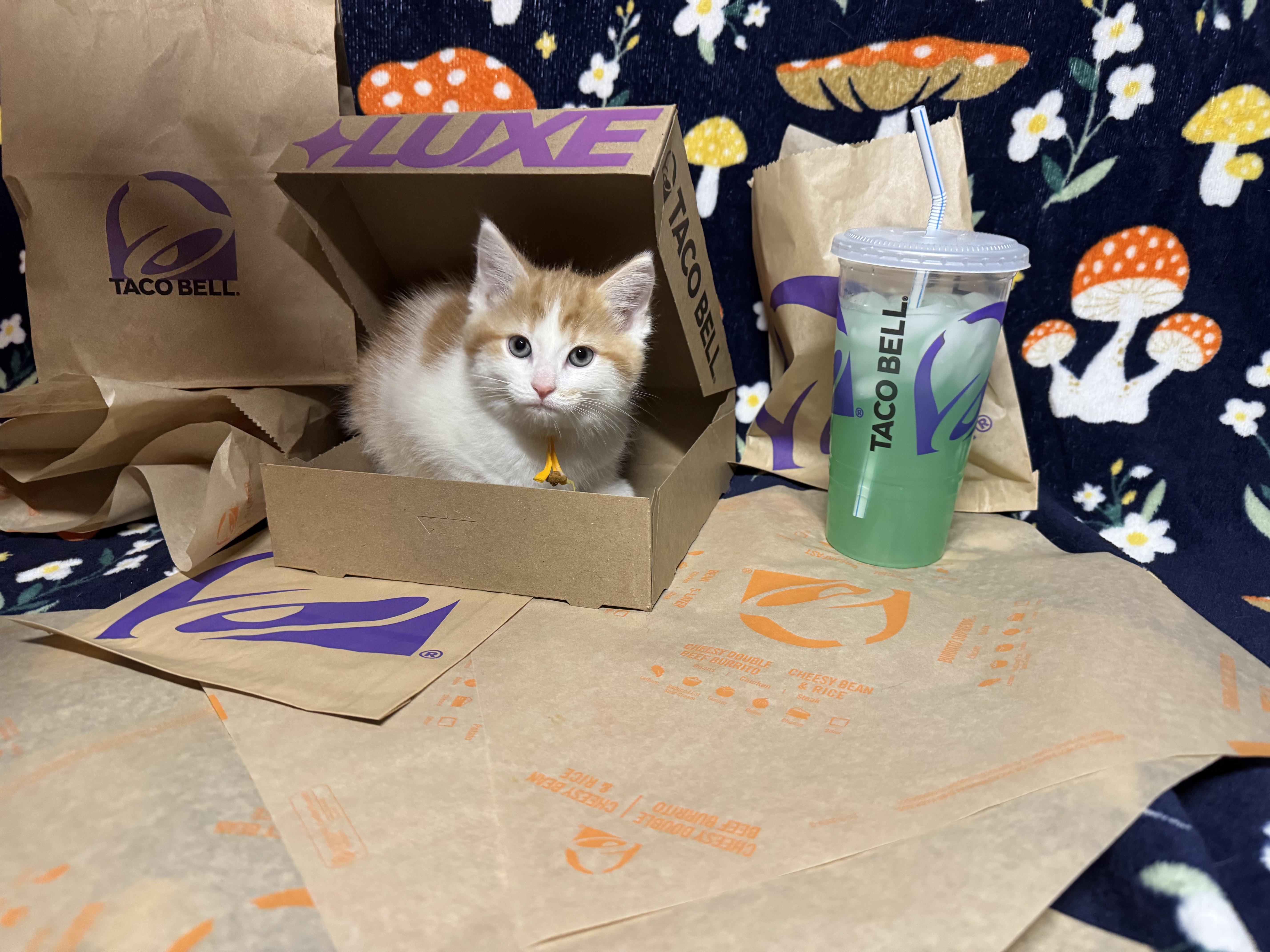 Enlarge Crunchwrap Supreme, an adopted Domestic Short Hair in Columbus, OH image 2/4