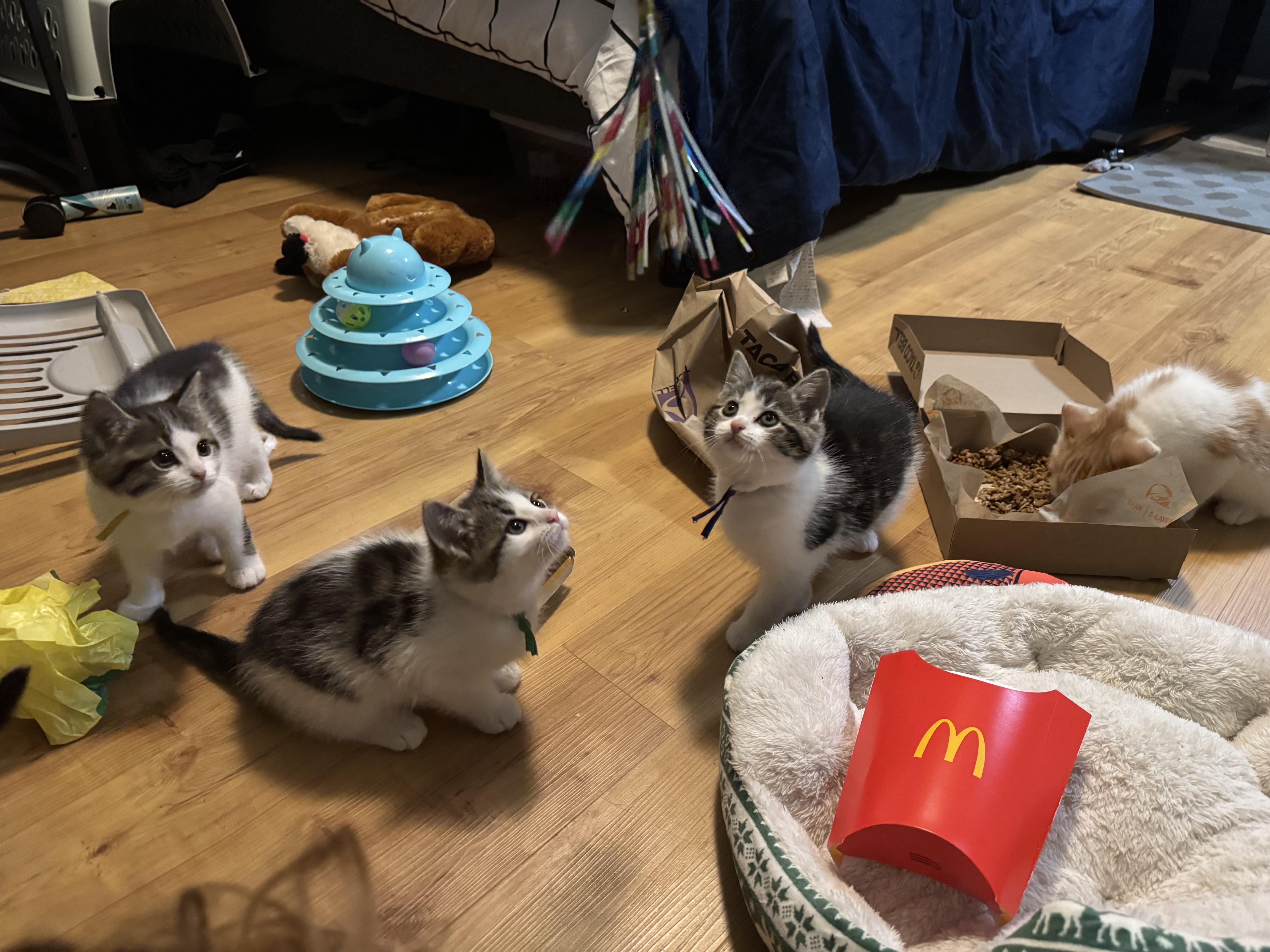 Enlarge Crunchwrap Supreme, an adopted Domestic Short Hair in Columbus, OH image 4/4