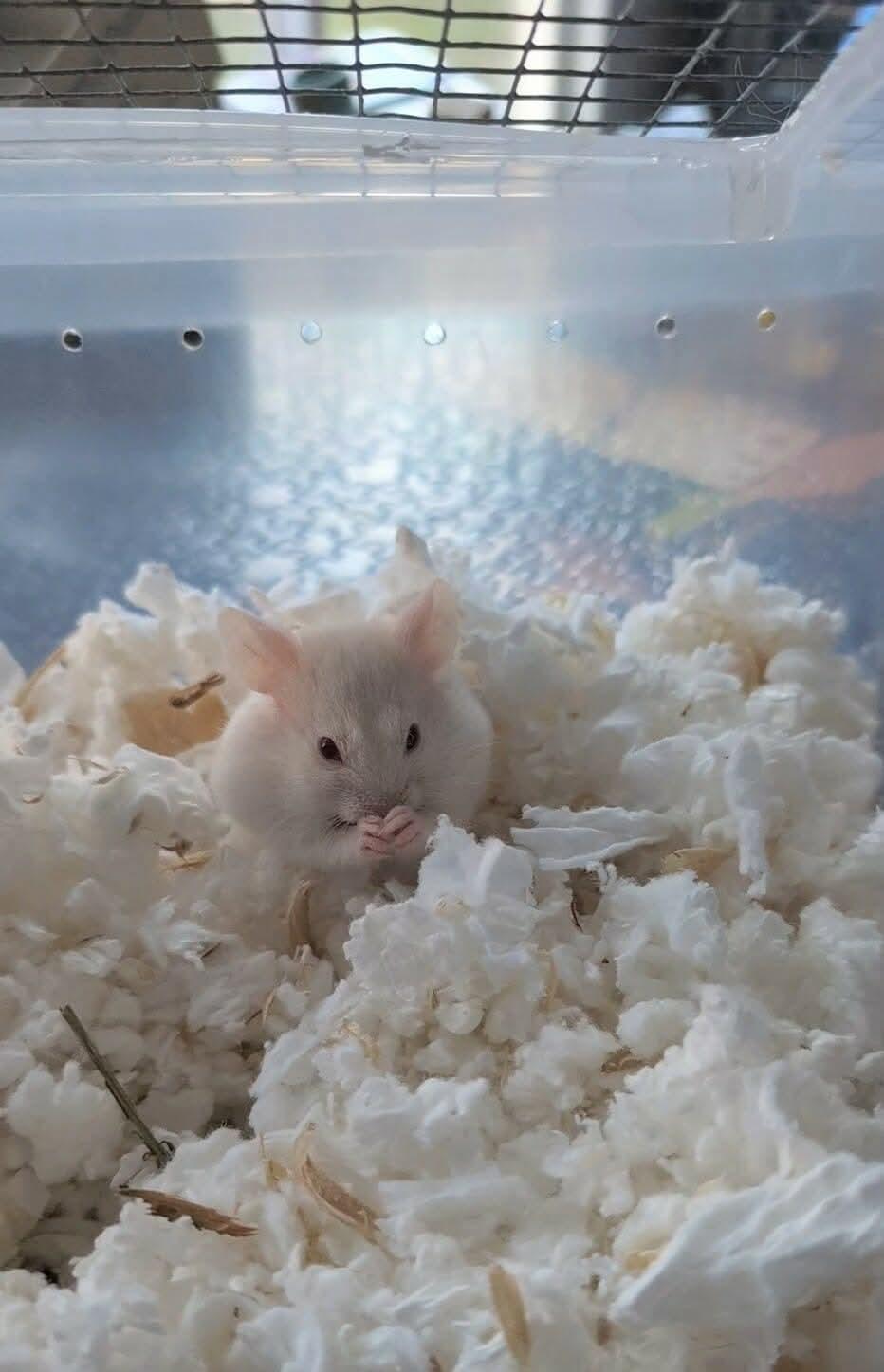 Phoenix, Adoptable, Baby Male Hamster & Dwarf Hamster.
