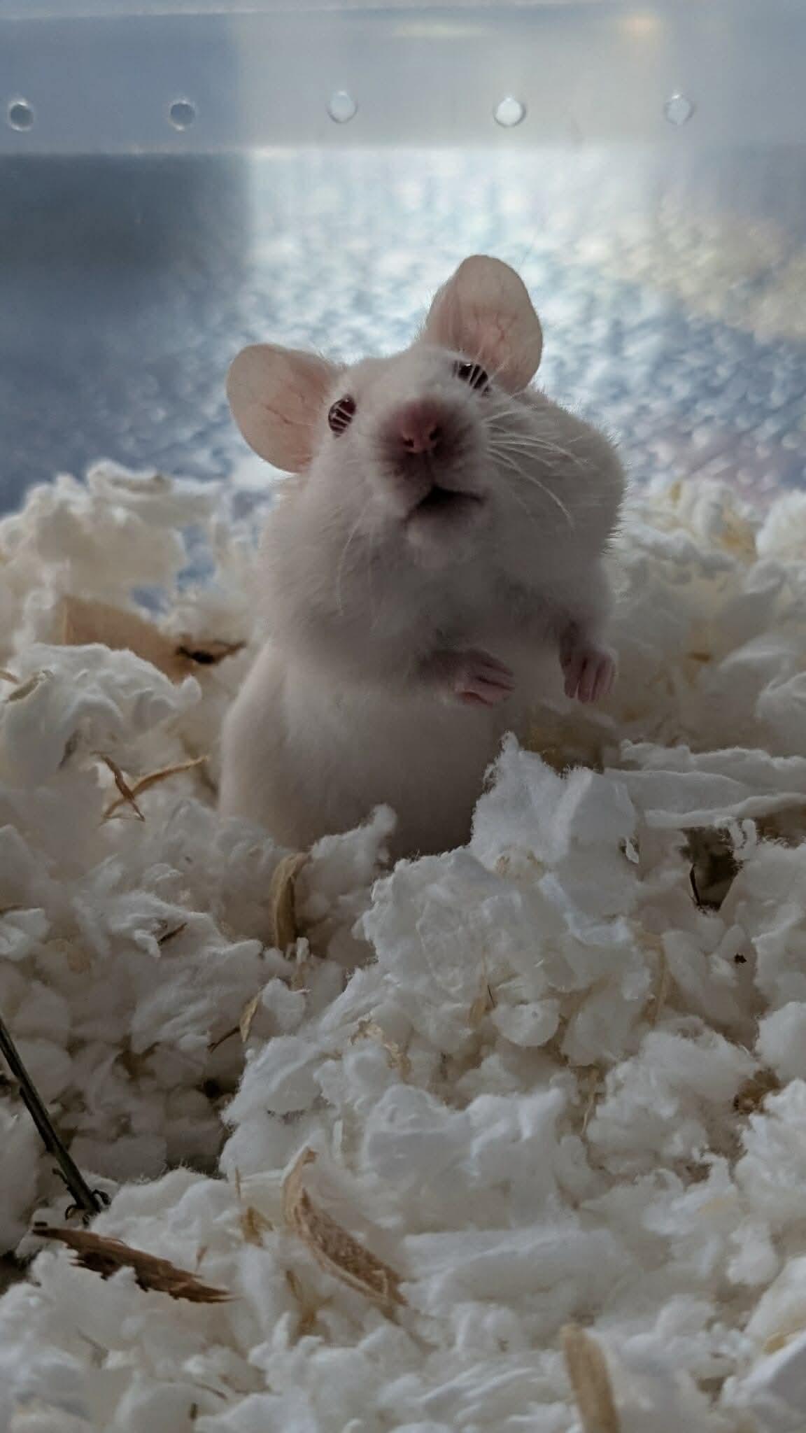 Enlarge Phoenix, a Adoptable mixed breed in Eugene, OR image 2/4