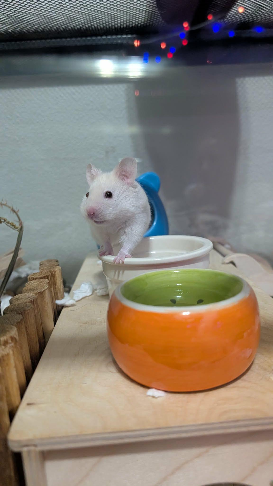 Enlarge Phoenix, a Adoptable mixed breed in Eugene, OR image 6/6