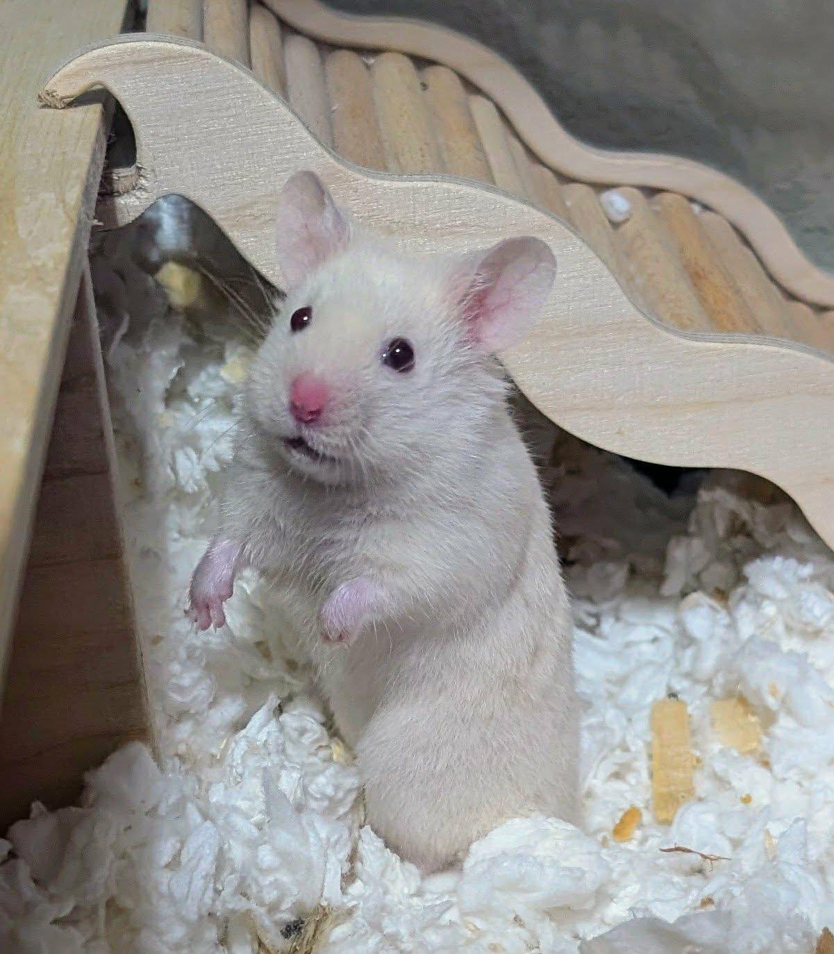 Phoenix, Adoptable, Baby Male Hamster & Dwarf Hamster.