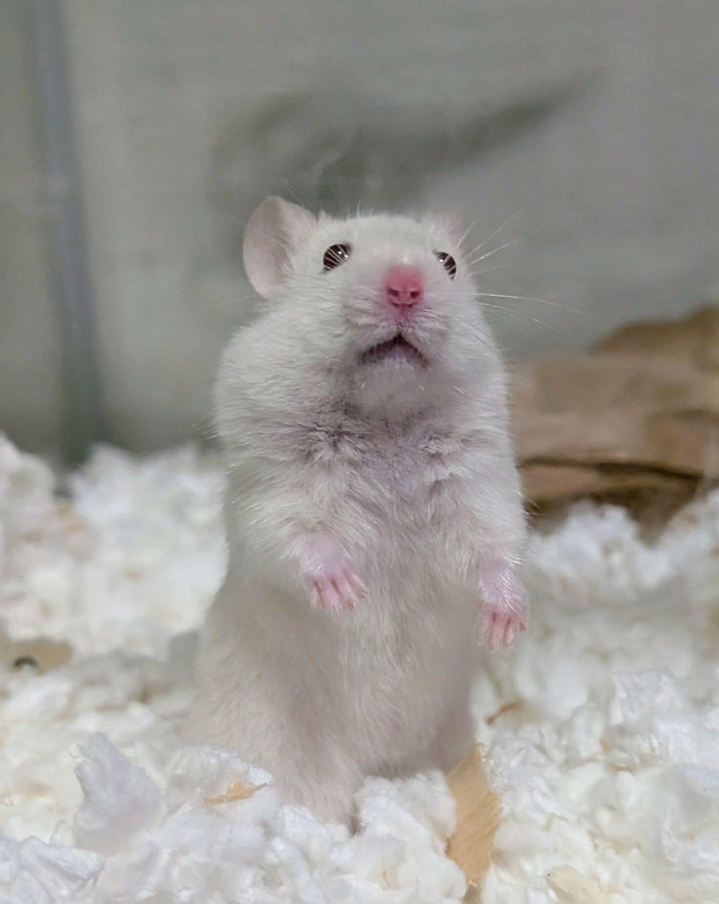 Enlarge Phoenix, a Adoptable mixed breed in Eugene, OR image 5/6