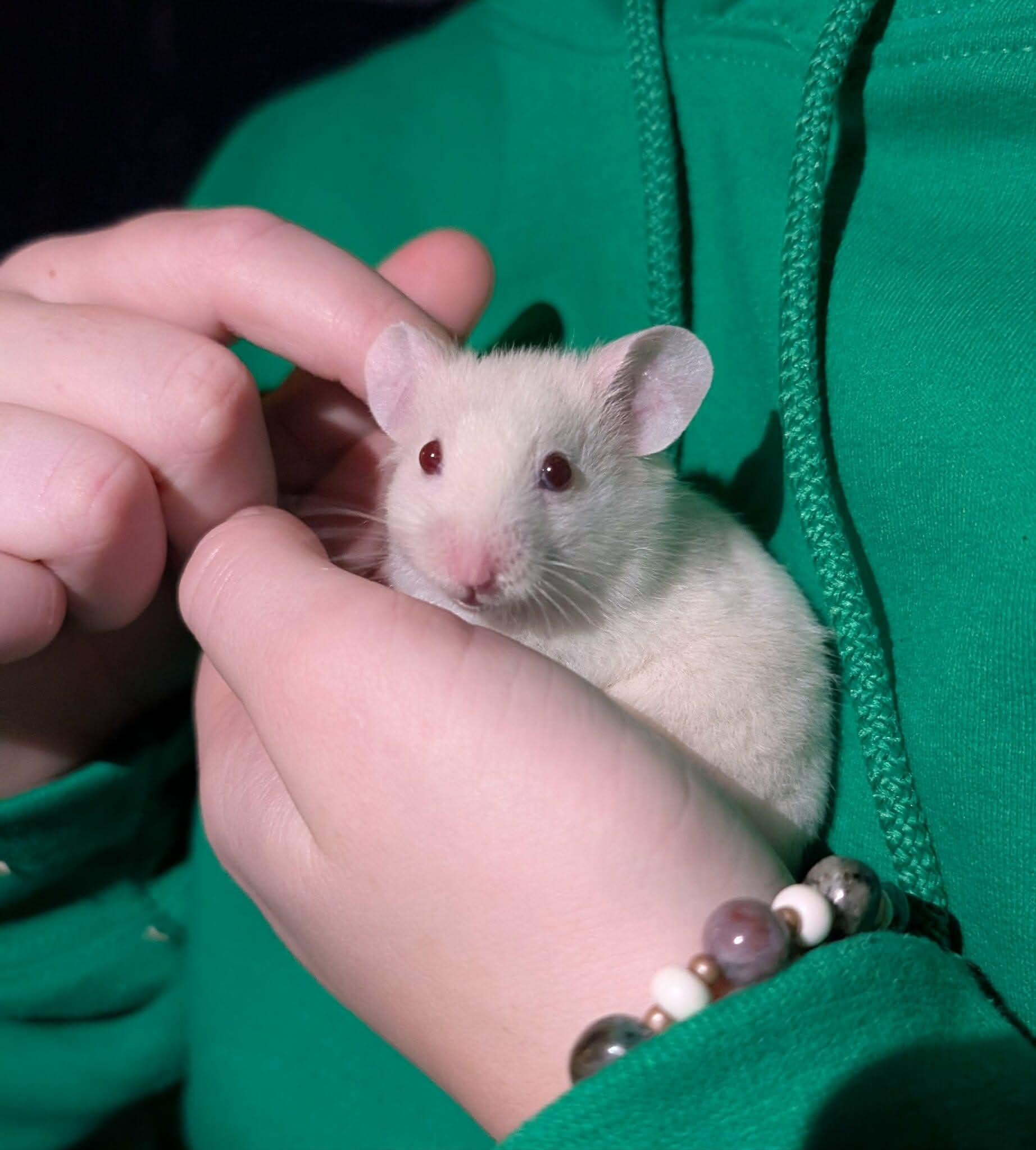 Enlarge Phoenix, a Adoptable mixed breed in Eugene, OR image 4/6