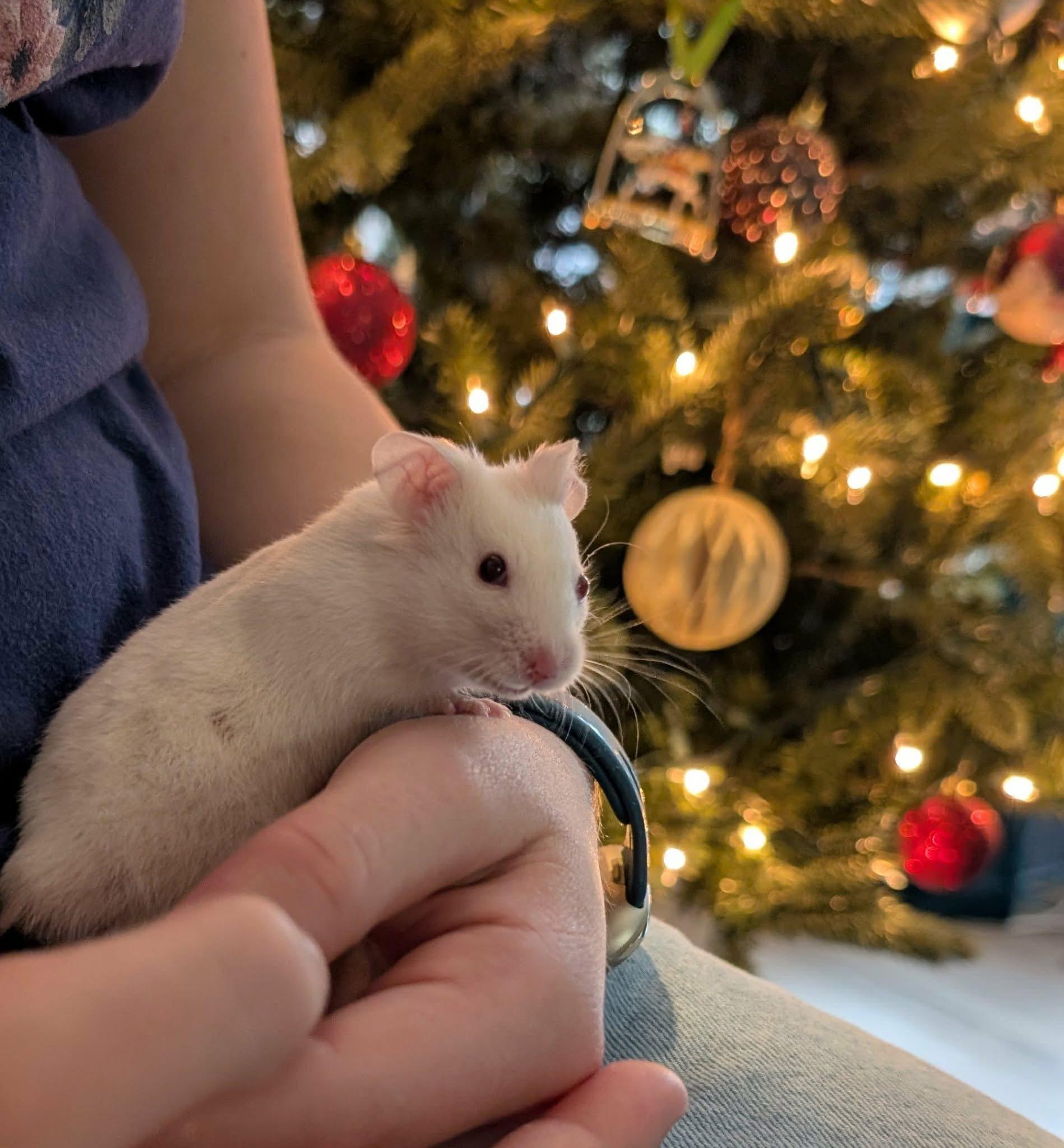 Phoenix, Adoptable, Baby Male Hamster & Dwarf Hamster.