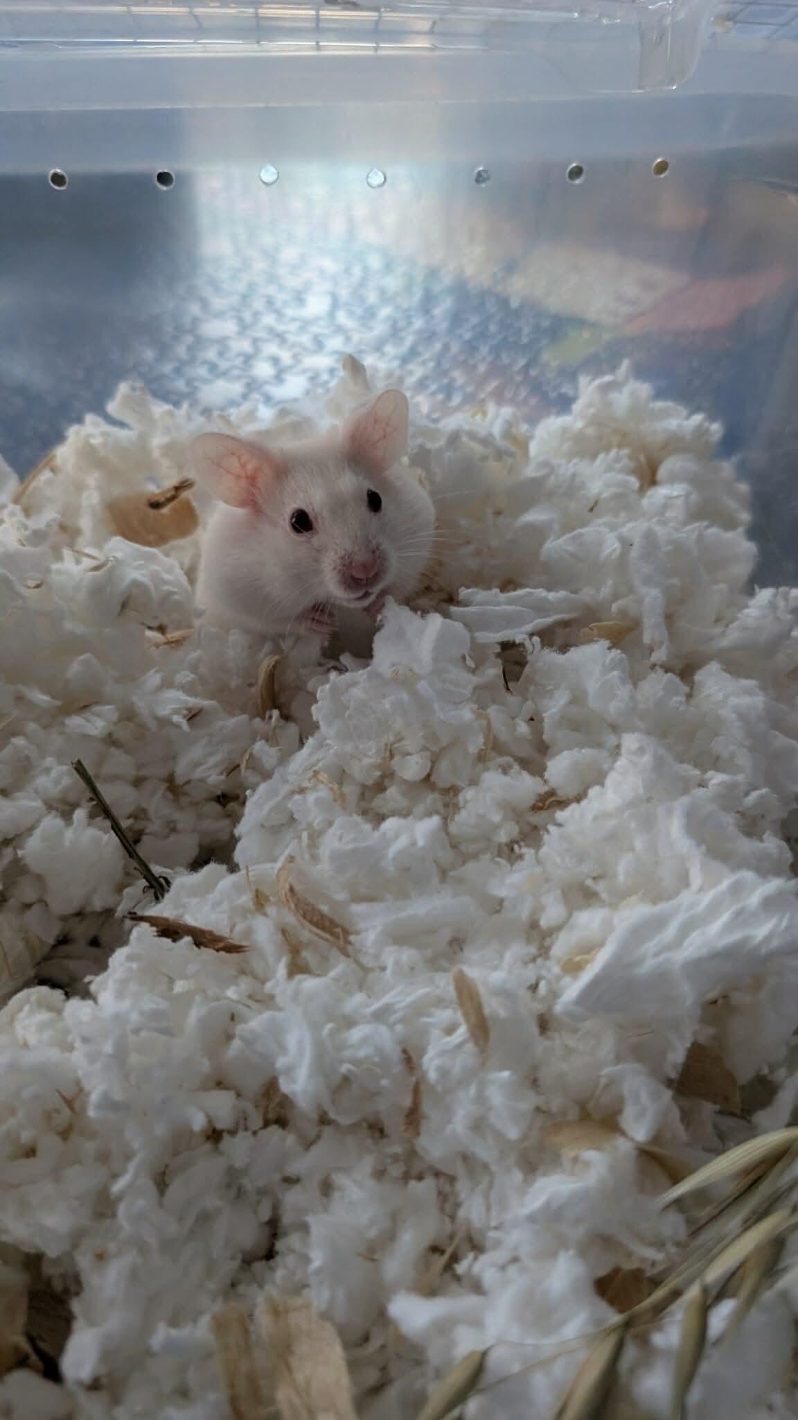 Enlarge Phoenix, a Adoptable mixed breed in Eugene, OR image 3/4