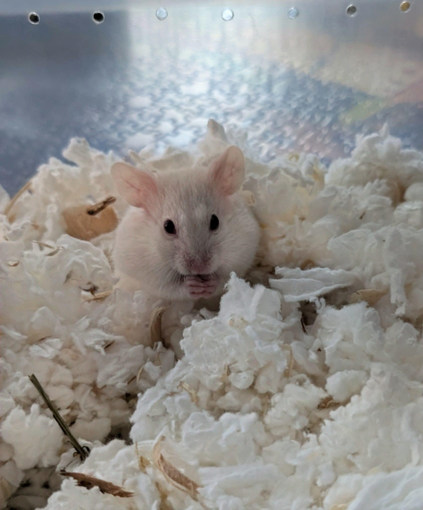 Enlarge Phoenix, a Adoptable mixed breed in Eugene, OR image 4/4