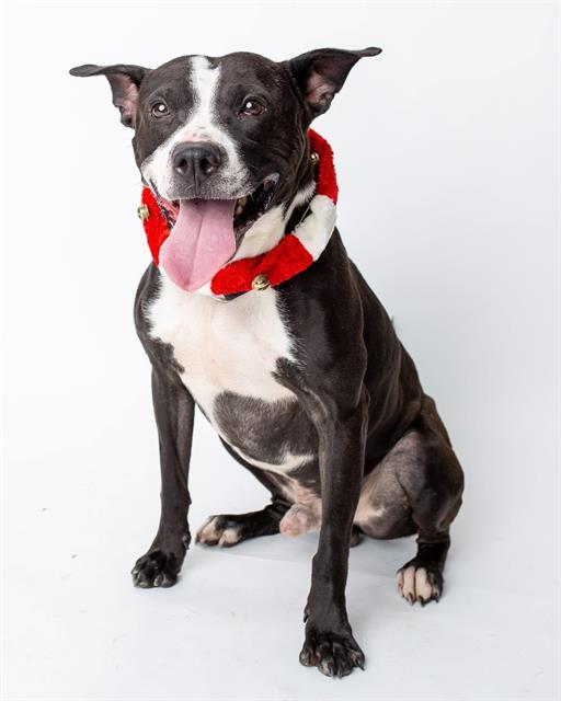 Enlarge QUEST OUTDOORS, a Adoptable mixed breed in Louisville, KY image 1/1