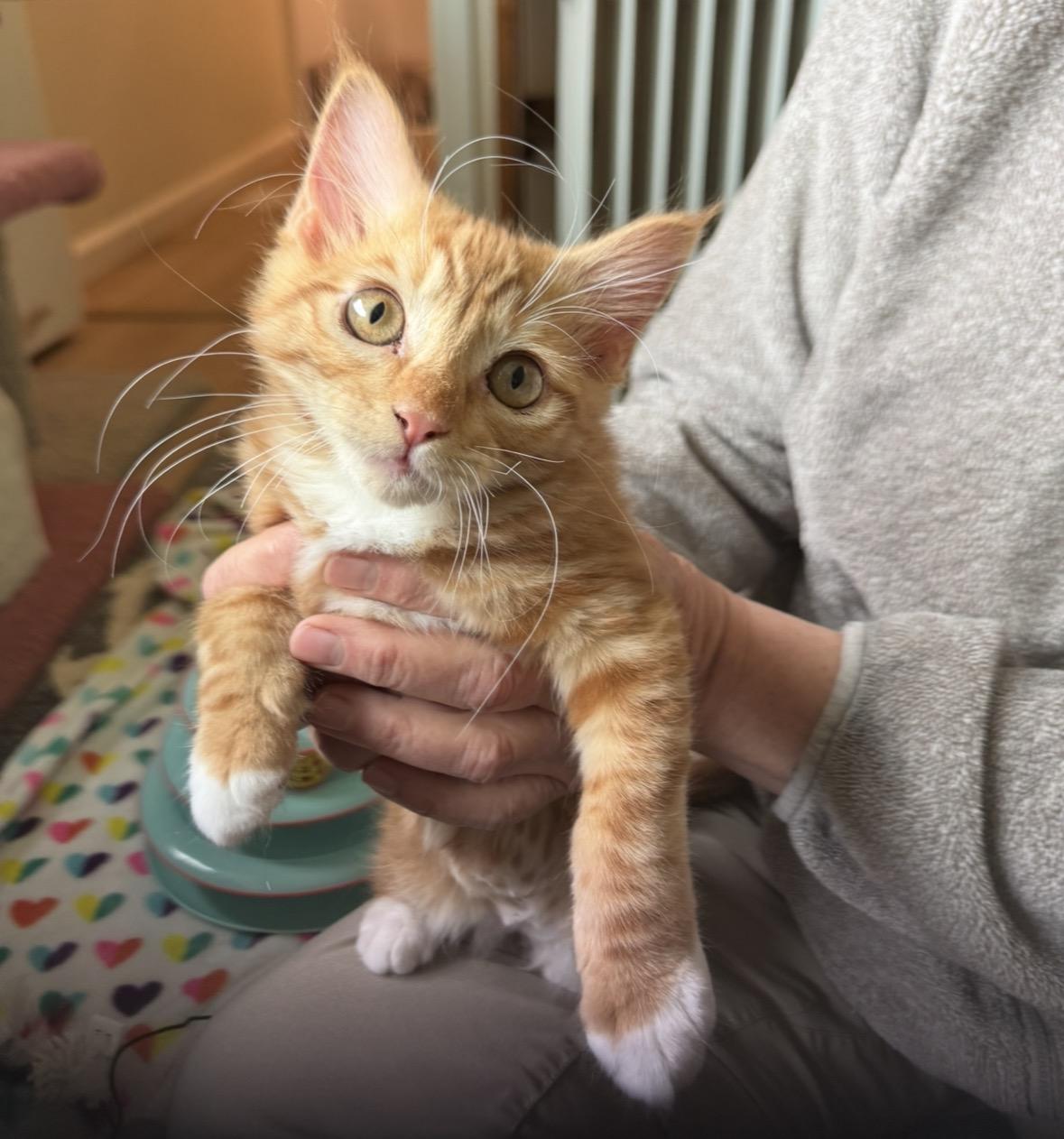 Enlarge Rosie, a Adoptable Domestic Medium Hair in Wasilla, AK image 1/1