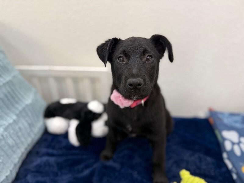 Midnight Moonbeam Melody — thumbnail 5