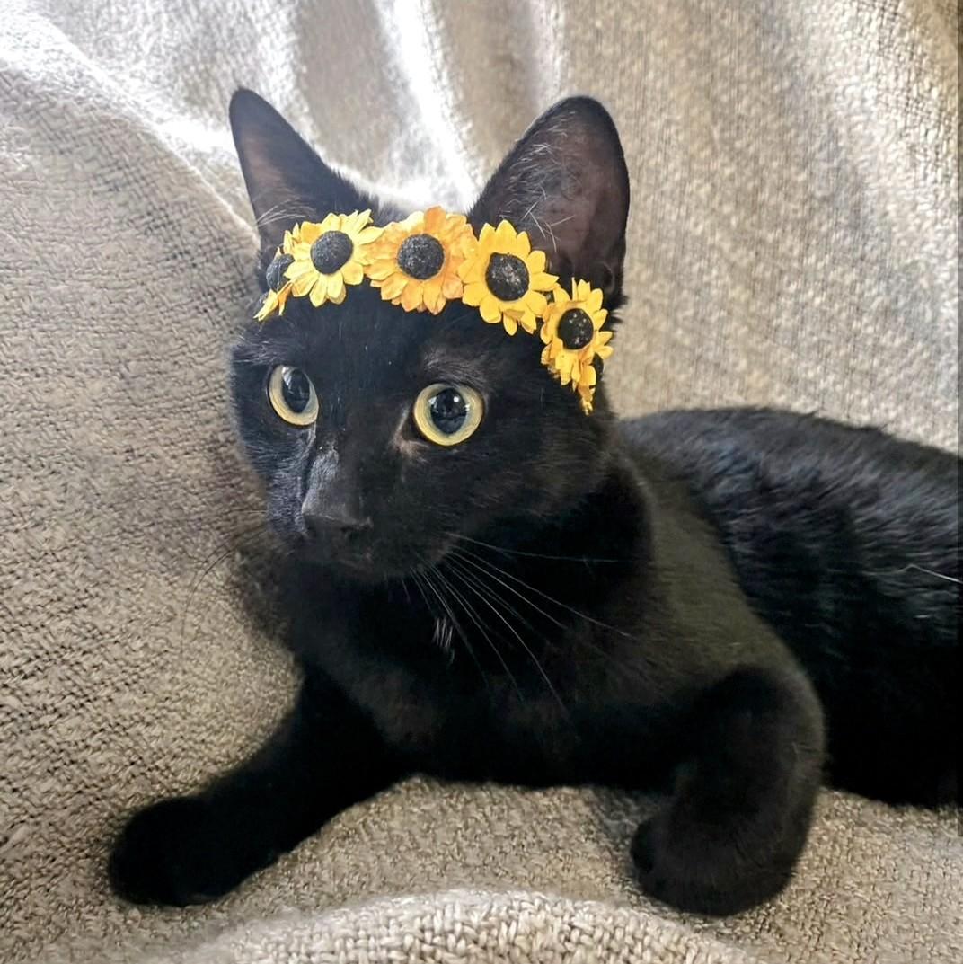 Ravyn, an adoptable Domestic Short Hair in Winnipeg, MB, R2L 0L6 | Photo Image 4