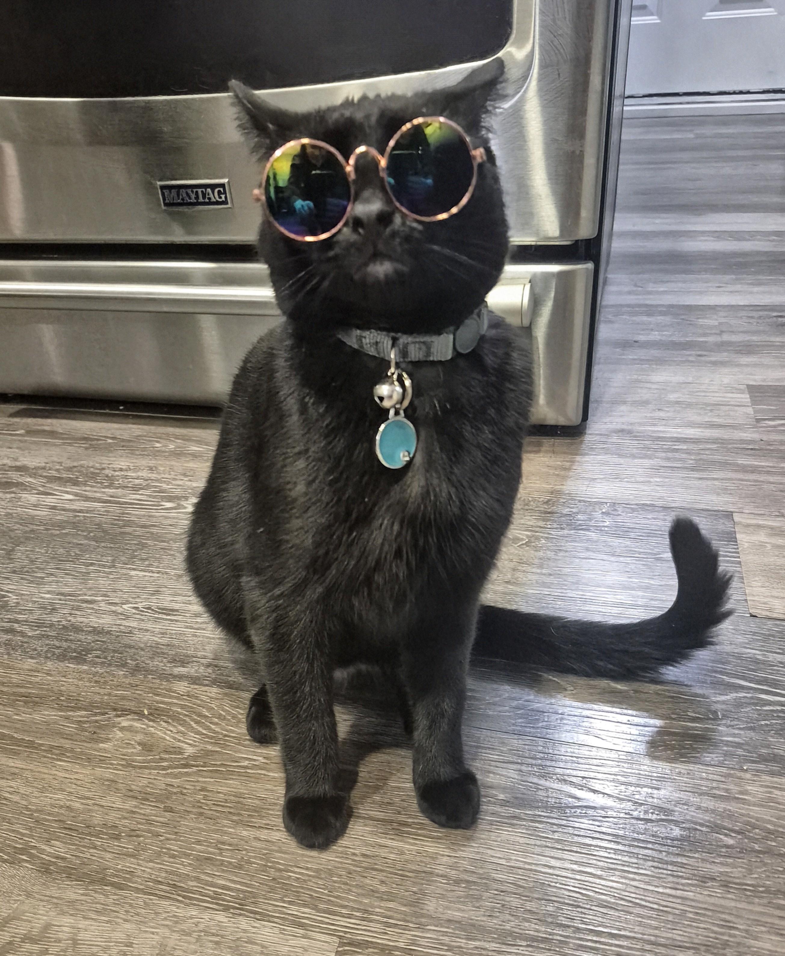 Ravyn, an adoptable Domestic Short Hair in Winnipeg, MB, R2L 0L6 | Photo Image 1