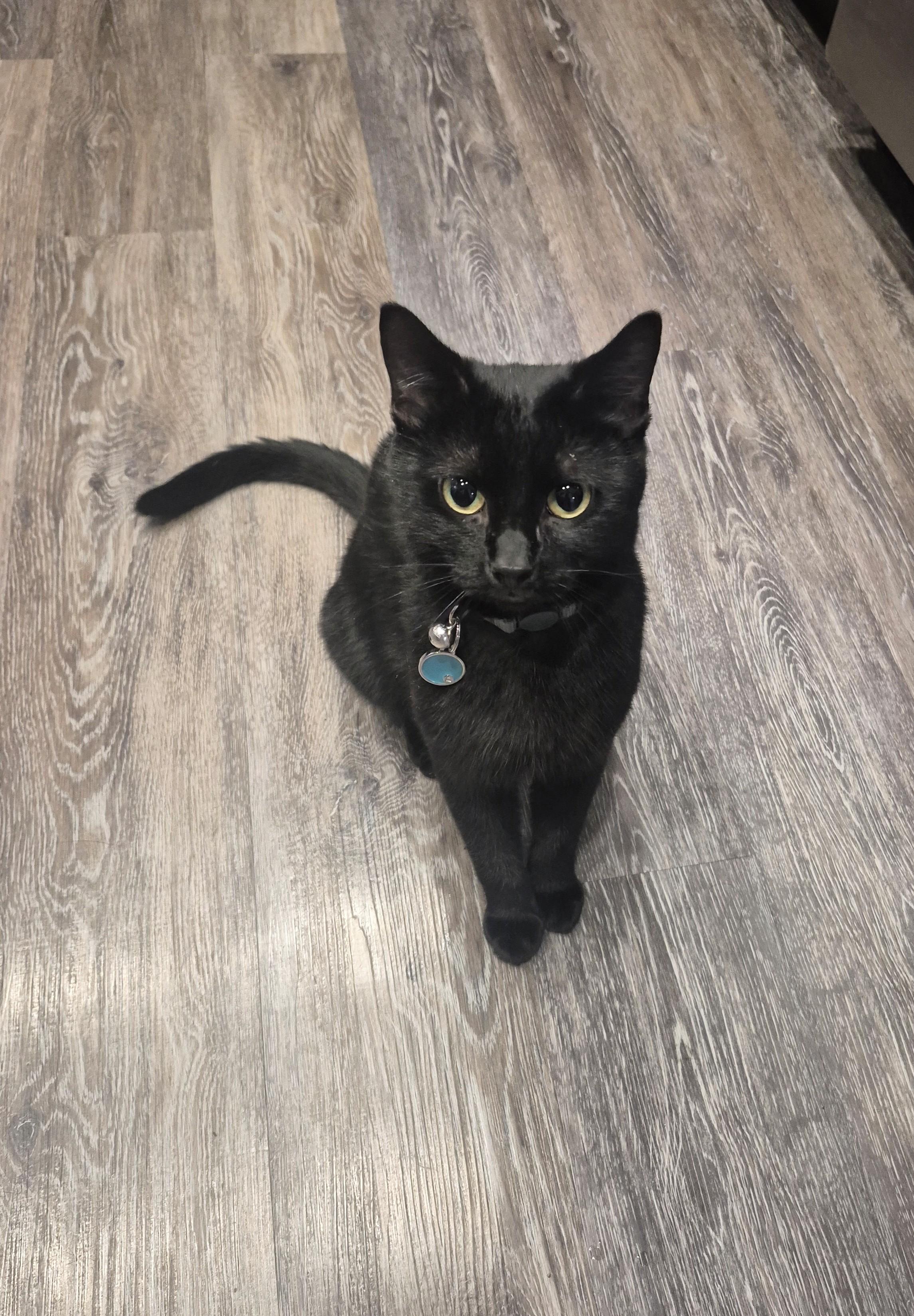 Ravyn, an adoptable Domestic Short Hair in Winnipeg, MB, R2L 0L6 | Photo Image 6