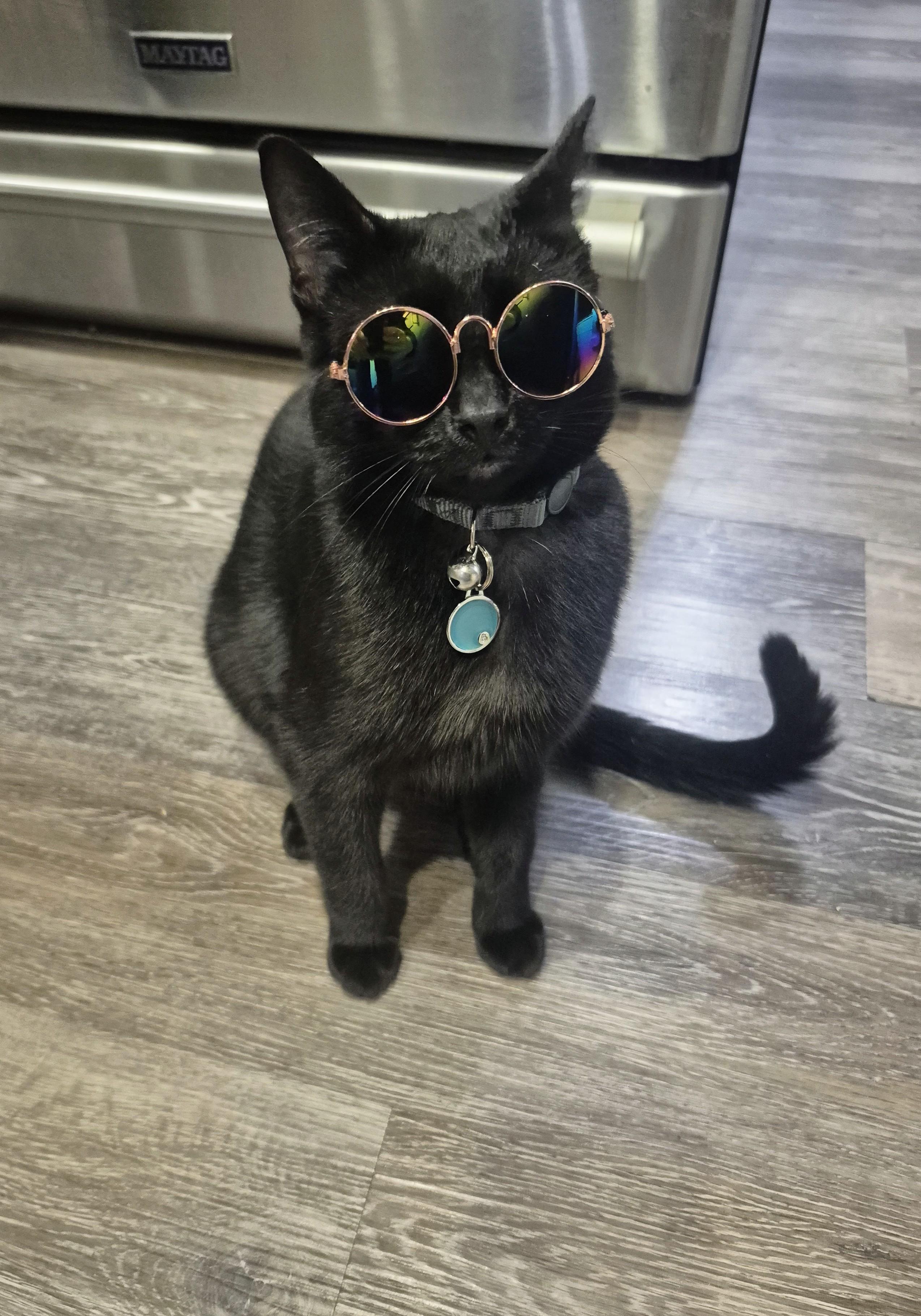 Ravyn, an adoptable Domestic Short Hair in Winnipeg, MB, R2L 0L6 | Photo Image 4