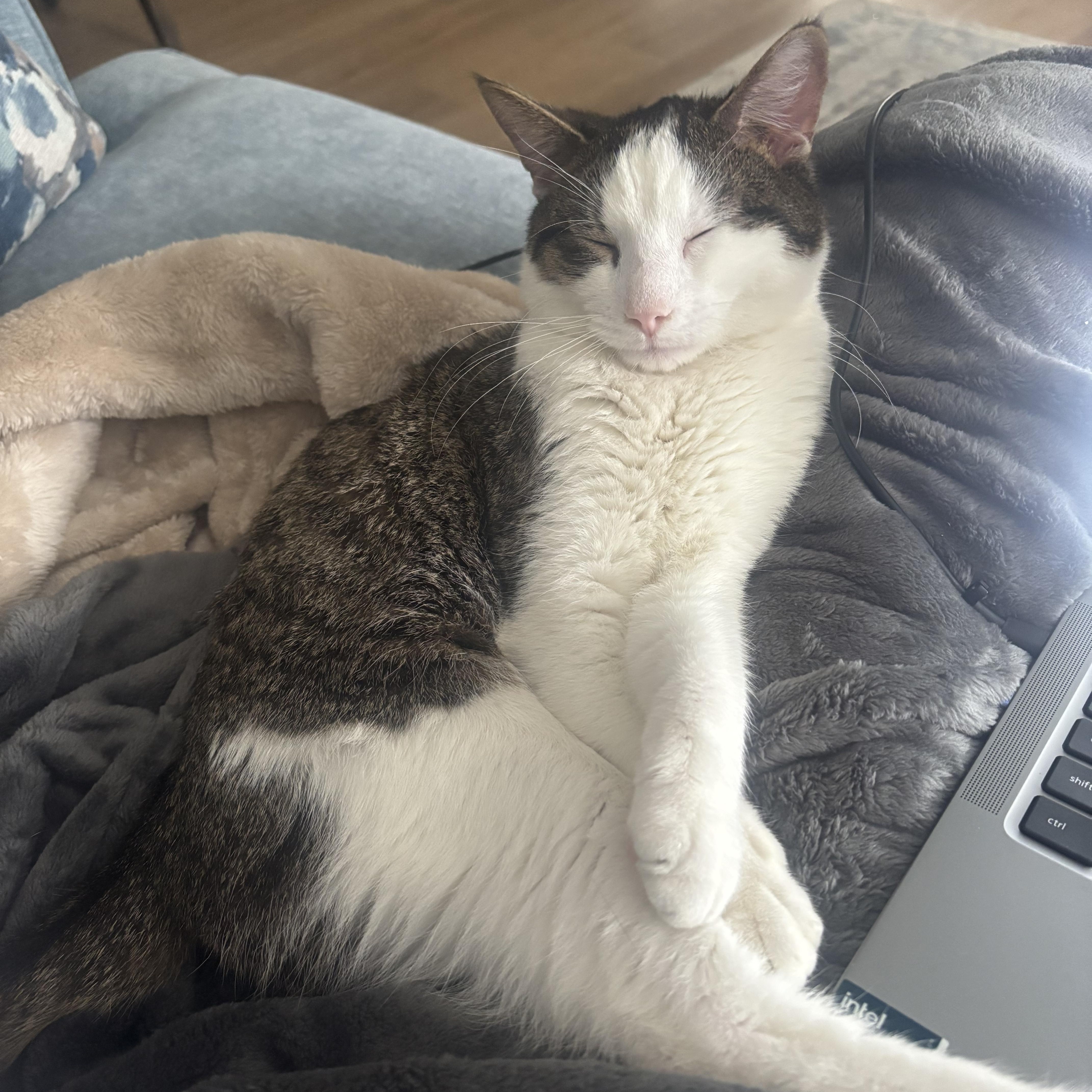 Shy, a ADOPTABLE Domestic Short Hair in Maple Shade, NJ image 2/3