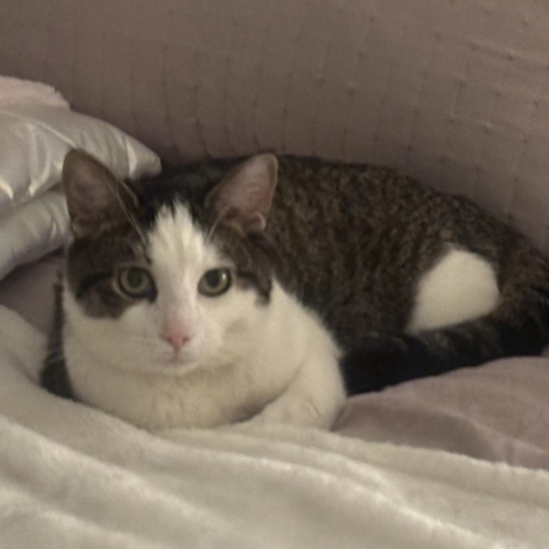 Shy, a ADOPTABLE Domestic Short Hair in Maple Shade, NJ image 3/3