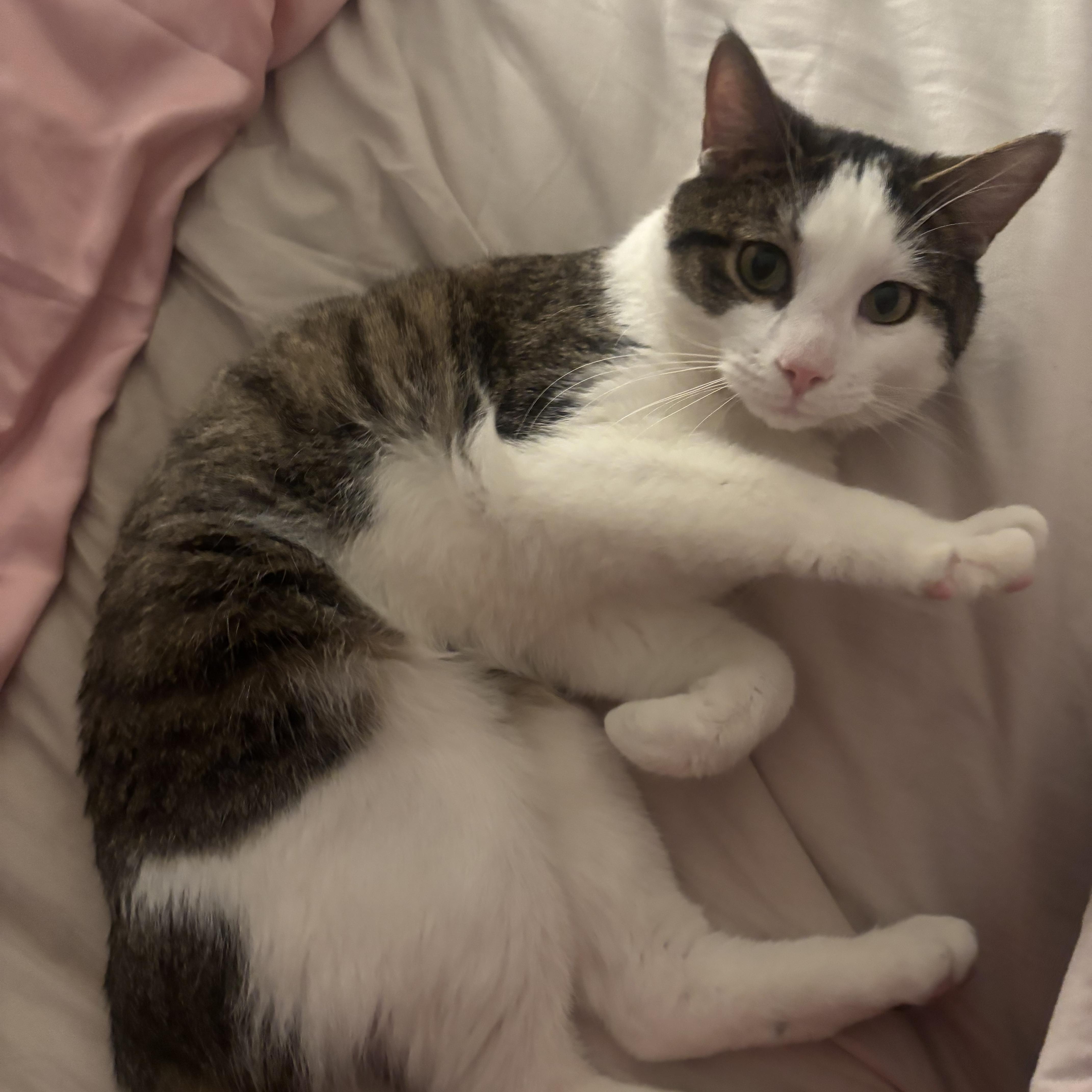 Shy, ADOPTABLE, Young Male Domestic Short Hair.