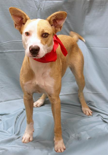 LUNA, Adoptable, Young Female American Bulldog & Mixed Breed.