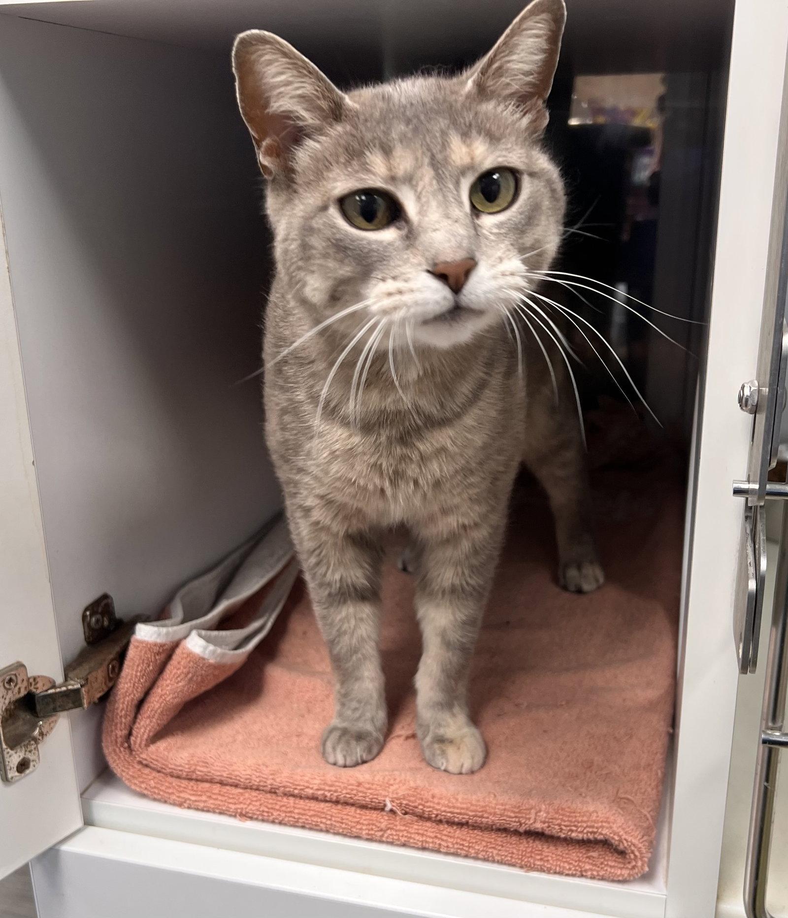 Wisp (PS), Adoptable, Adult Female Tortoiseshell & Domestic Short Hair.