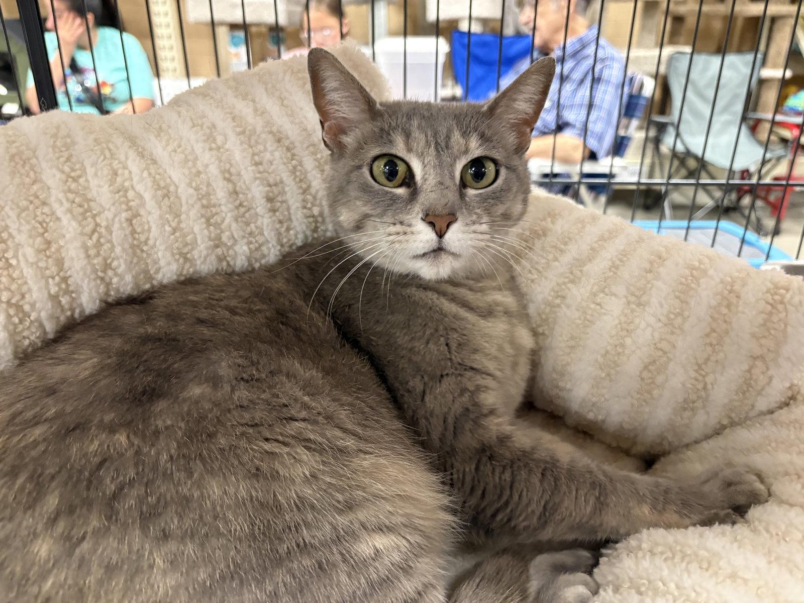 Wisp (PS), a Adoptable mixed breed in Georgetown, KY image 2/2