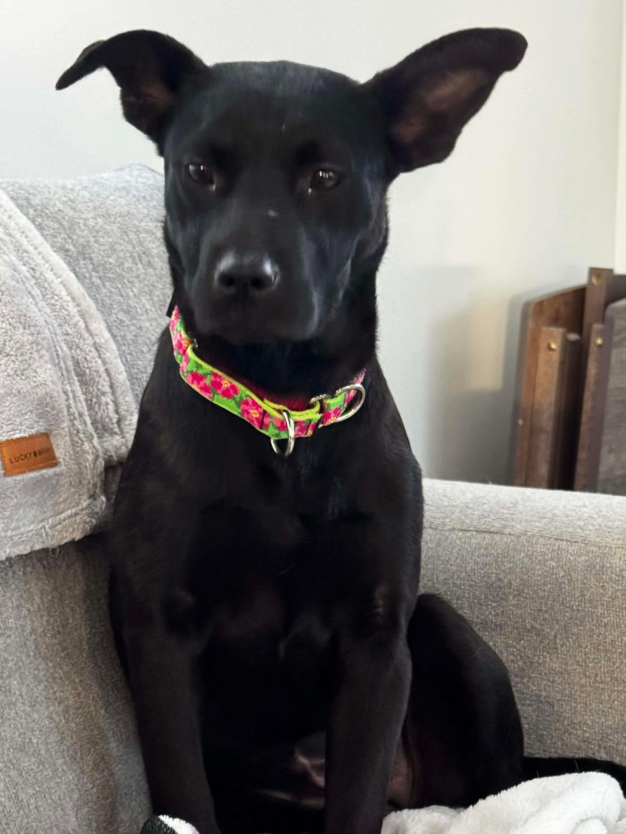 Enlarge Clementine, an adopted mixed breed in Portland, ME image 2/6