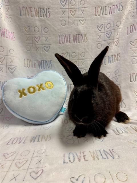 HARRISON*, Adoptable, Young Male Bunny Rabbit.