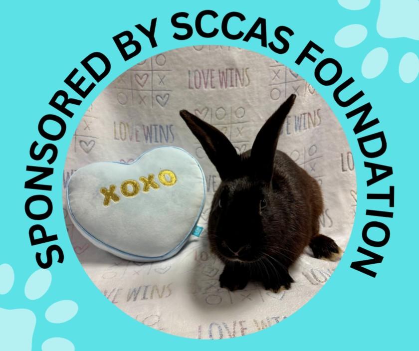 HARRISON*, Adoptable, Young Male Bunny Rabbit.