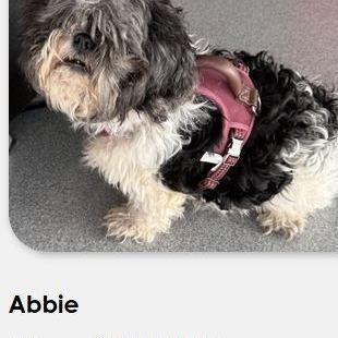 Abbie, Adoptable, Senior Female Bichon Frise & Shih Tzu.