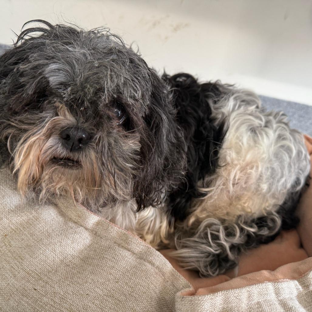 Enlarge Abbie, a Adoptable mixed breed in Glenelg, MD image 3/5