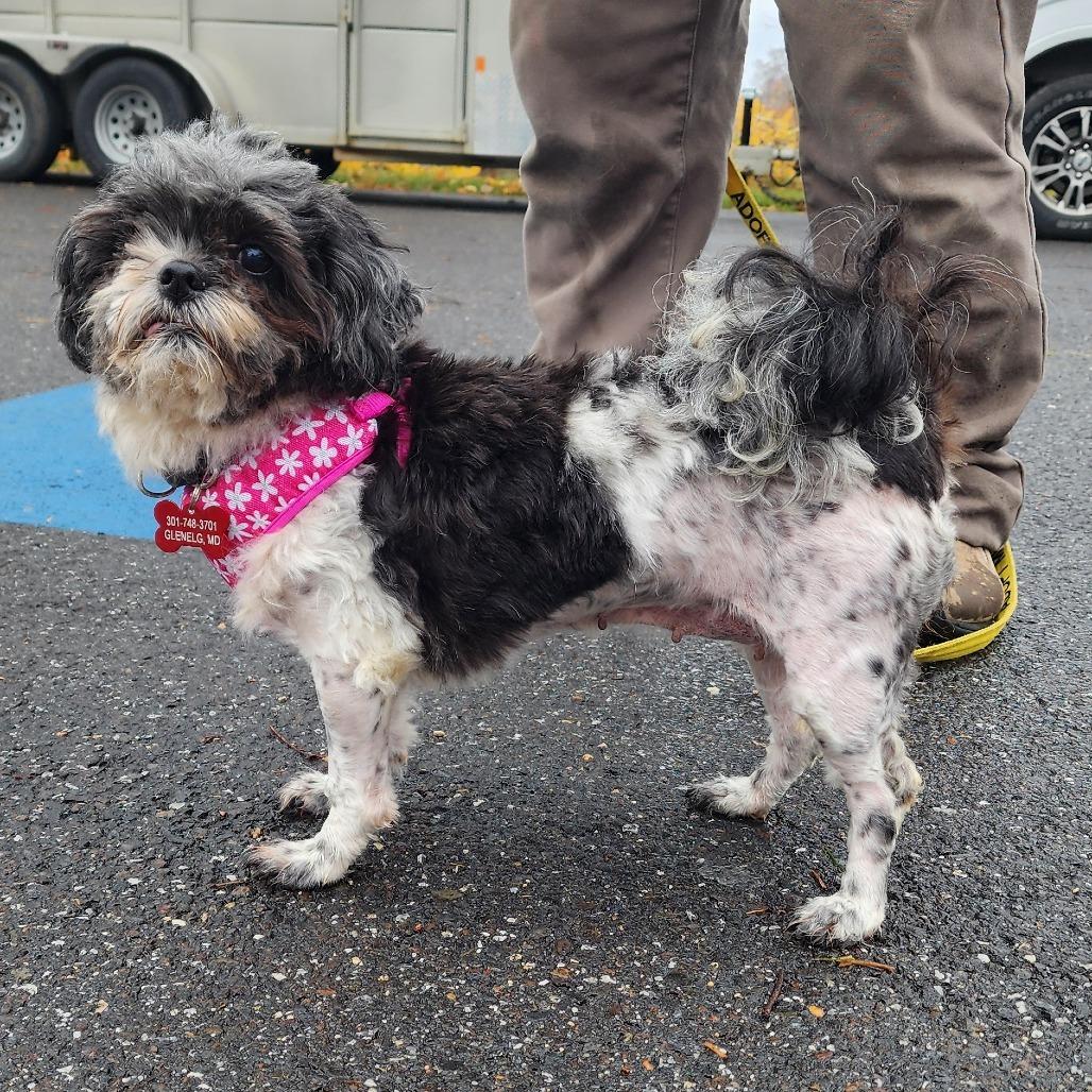 Enlarge Abbie, a Adoptable mixed breed in Glenelg, MD image 4/5