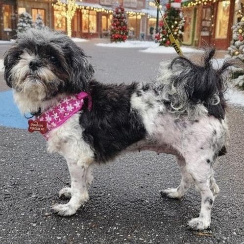 Enlarge Abbie, a Adoptable mixed breed in Glenelg, MD image 5/5