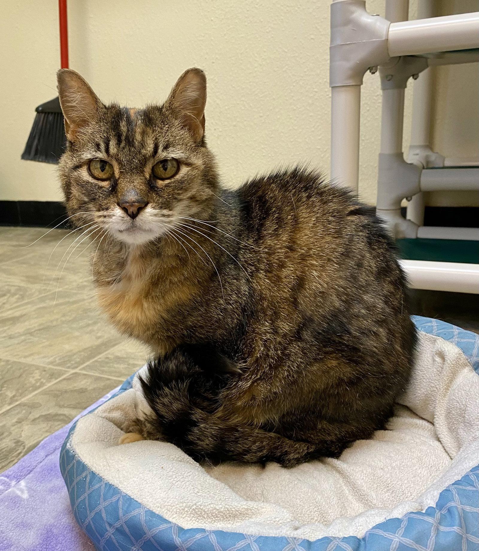 Enlarge Roni, a Adoptable mixed breed in Fargo, ND image 1/1