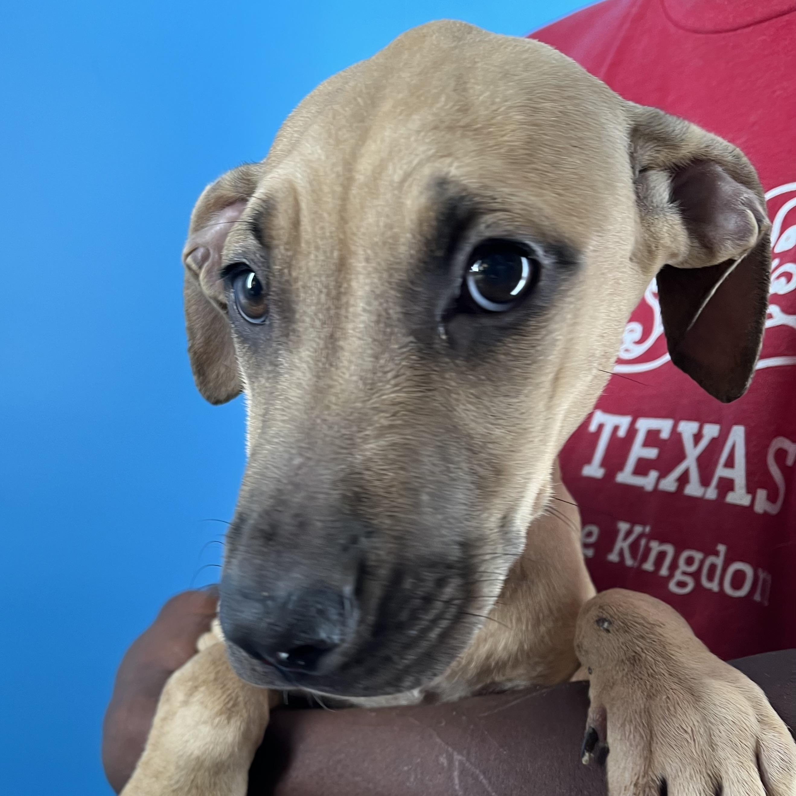 Lindee - Local Jan 11, a Adoptable mixed breed in Westerly, RI image 1/6